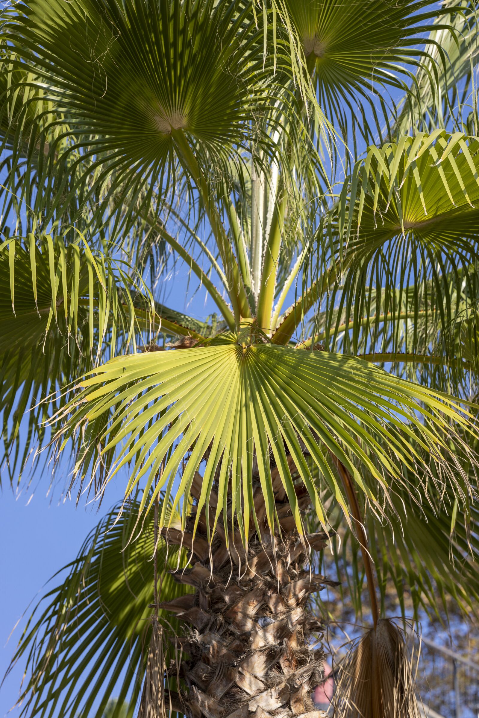 Canon RF 85mm F1.2L USM sample photo. Palm, tree, leaves photography