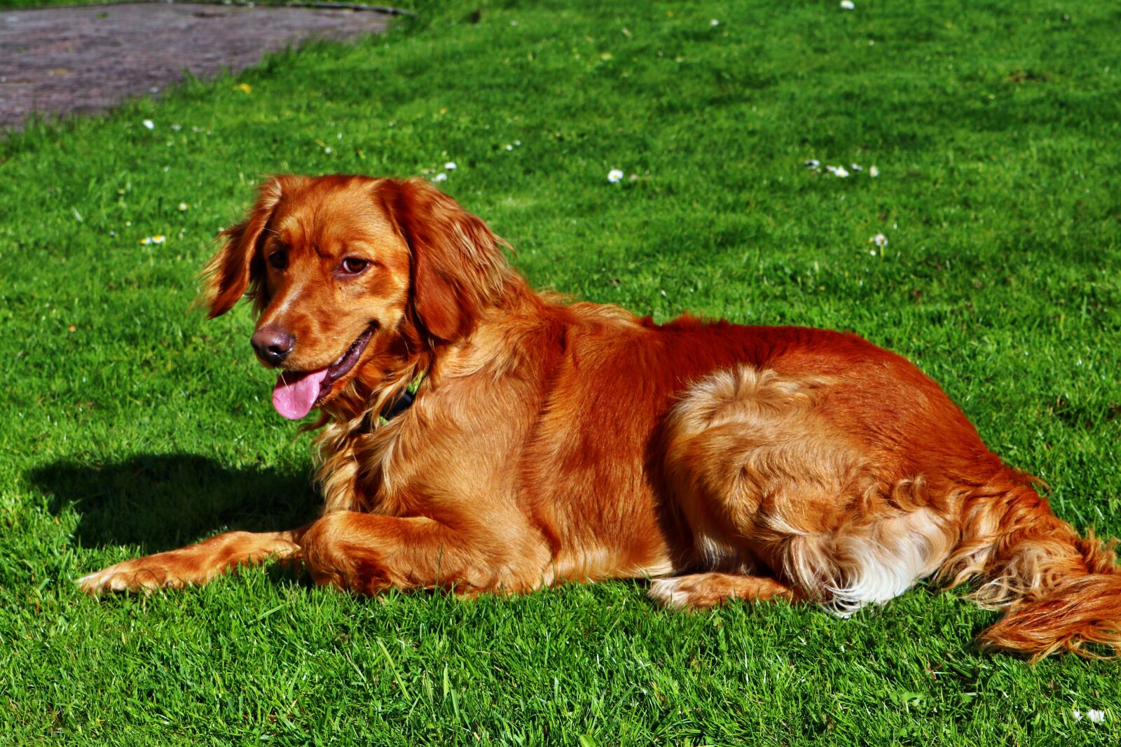 Canon EOS 80D sample photo. Dog, rest, nature photography