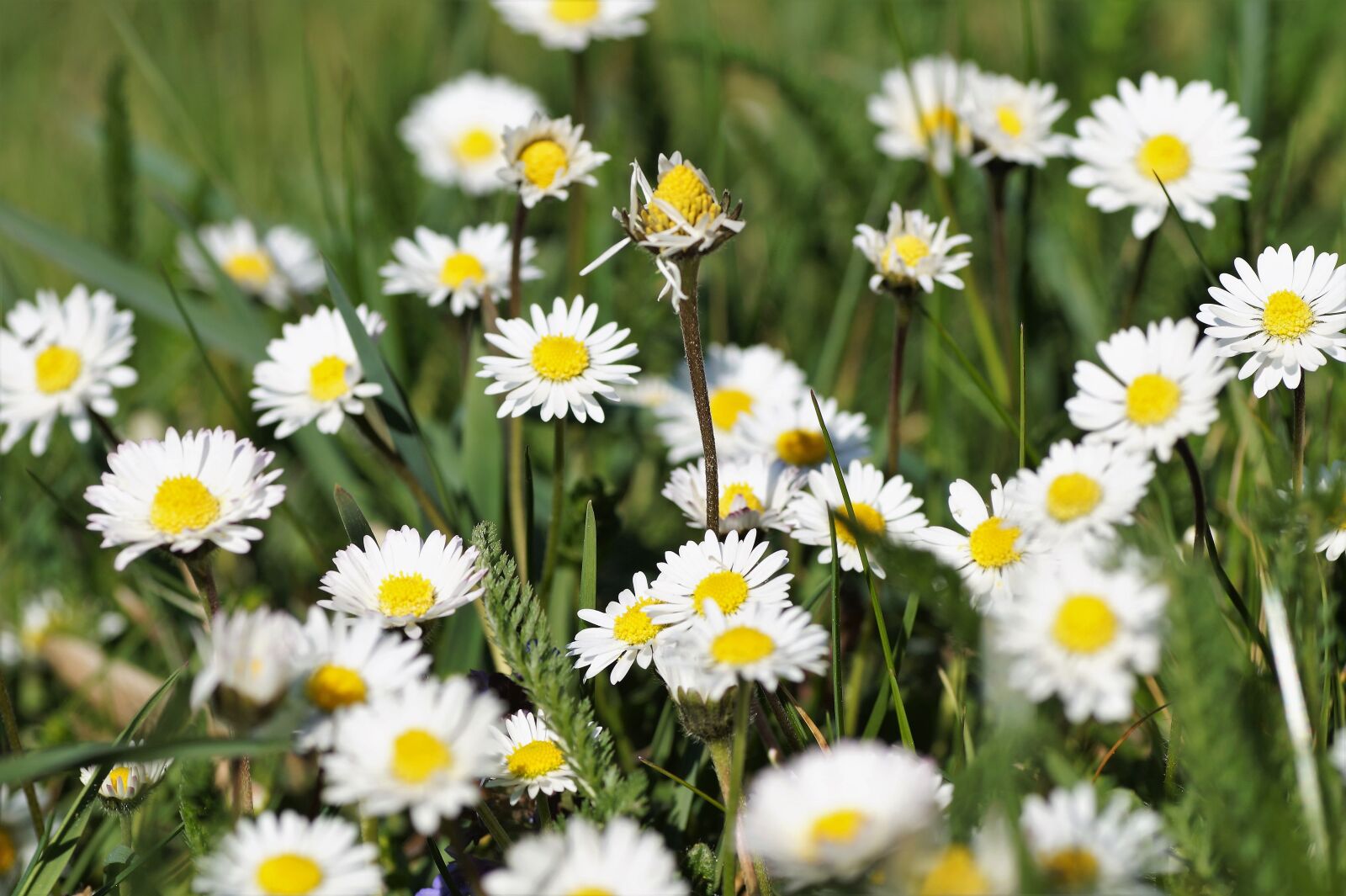Sony SLT-A58 sample photo. Daisies, meadow, spring photography