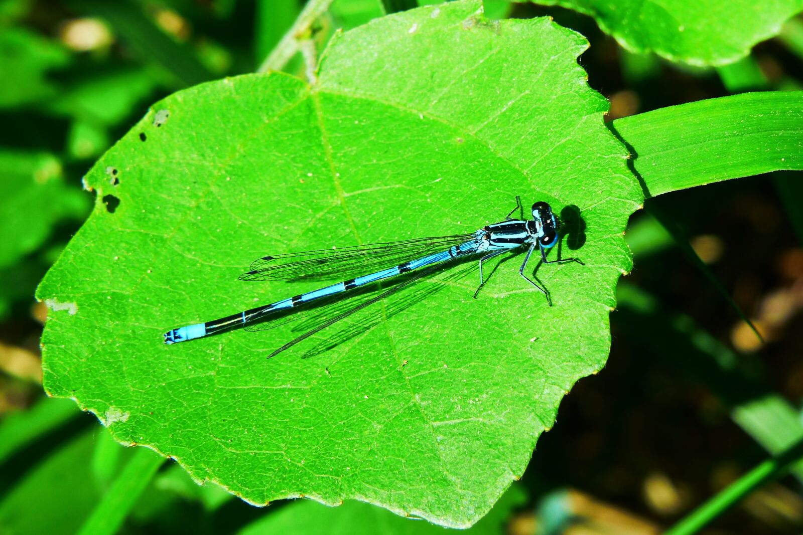 Panasonic Lumix DMC-FZ200 sample photo. Animals, invertebrates, insect photography