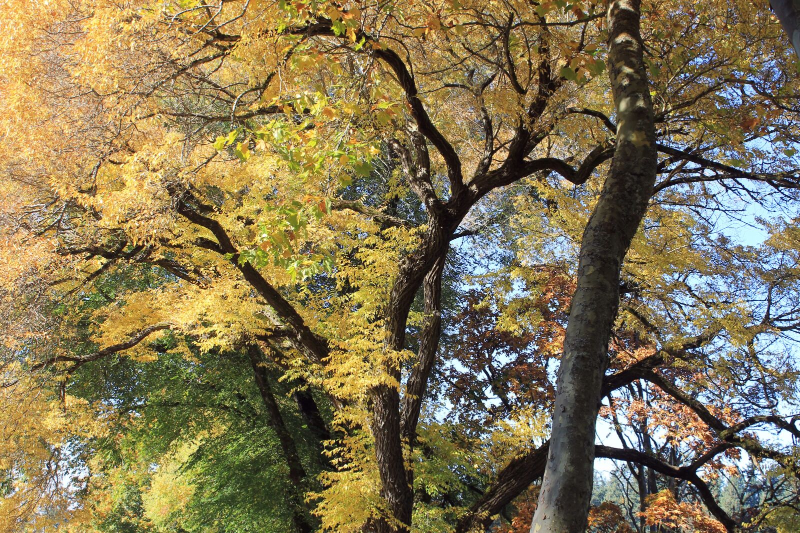 Canon EOS 1100D (EOS Rebel T3 / EOS Kiss X50) sample photo. Trees, autumn, fall photography