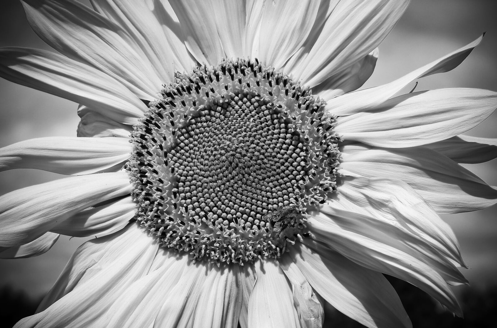 Olympus OM-D E-M10 sample photo. Sunflower, flower, nature photography