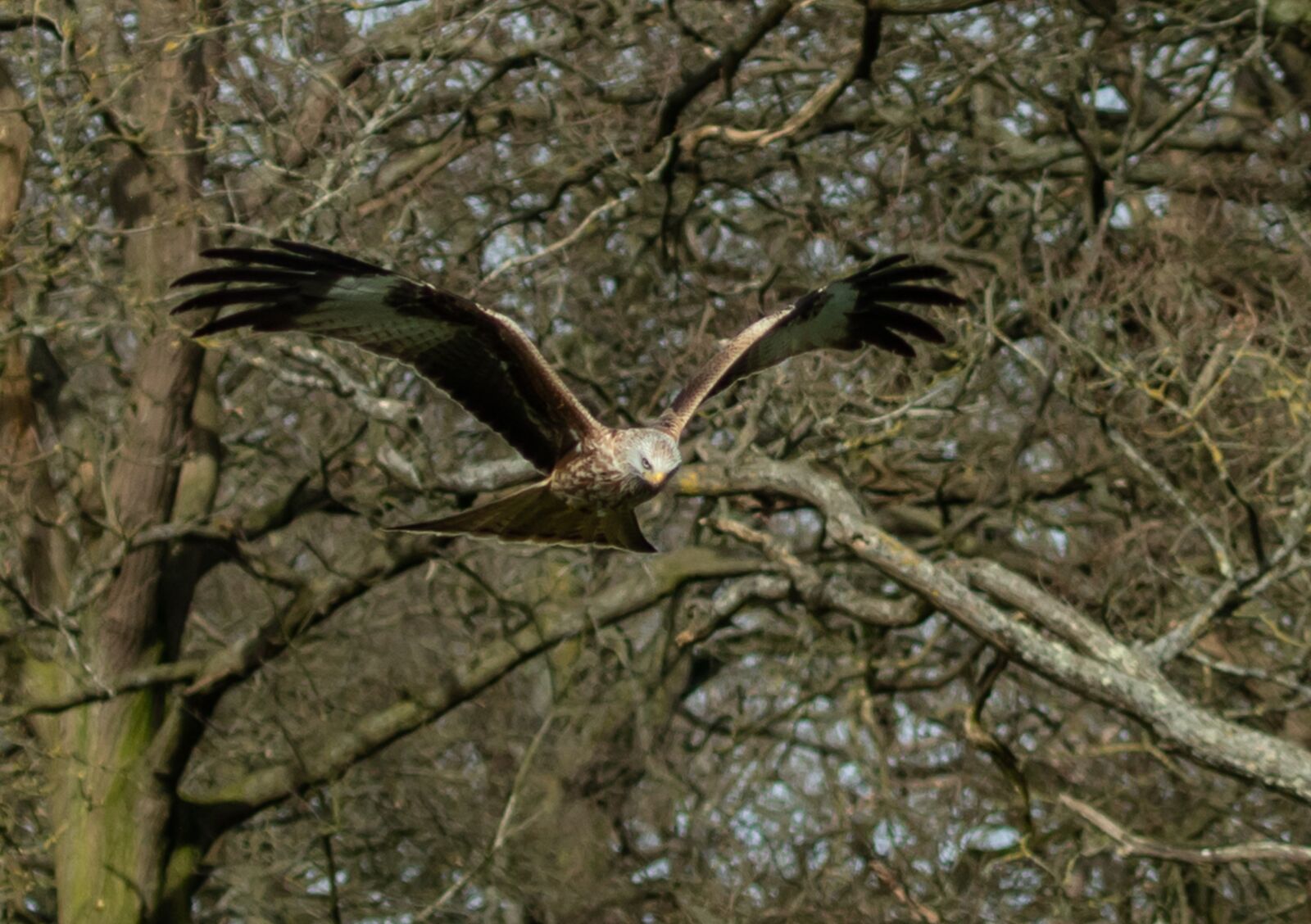 Canon EOS 7D Mark II + Canon EF 100-400mm F4.5-5.6L IS II USM sample photo. Red kite, flying, trees photography
