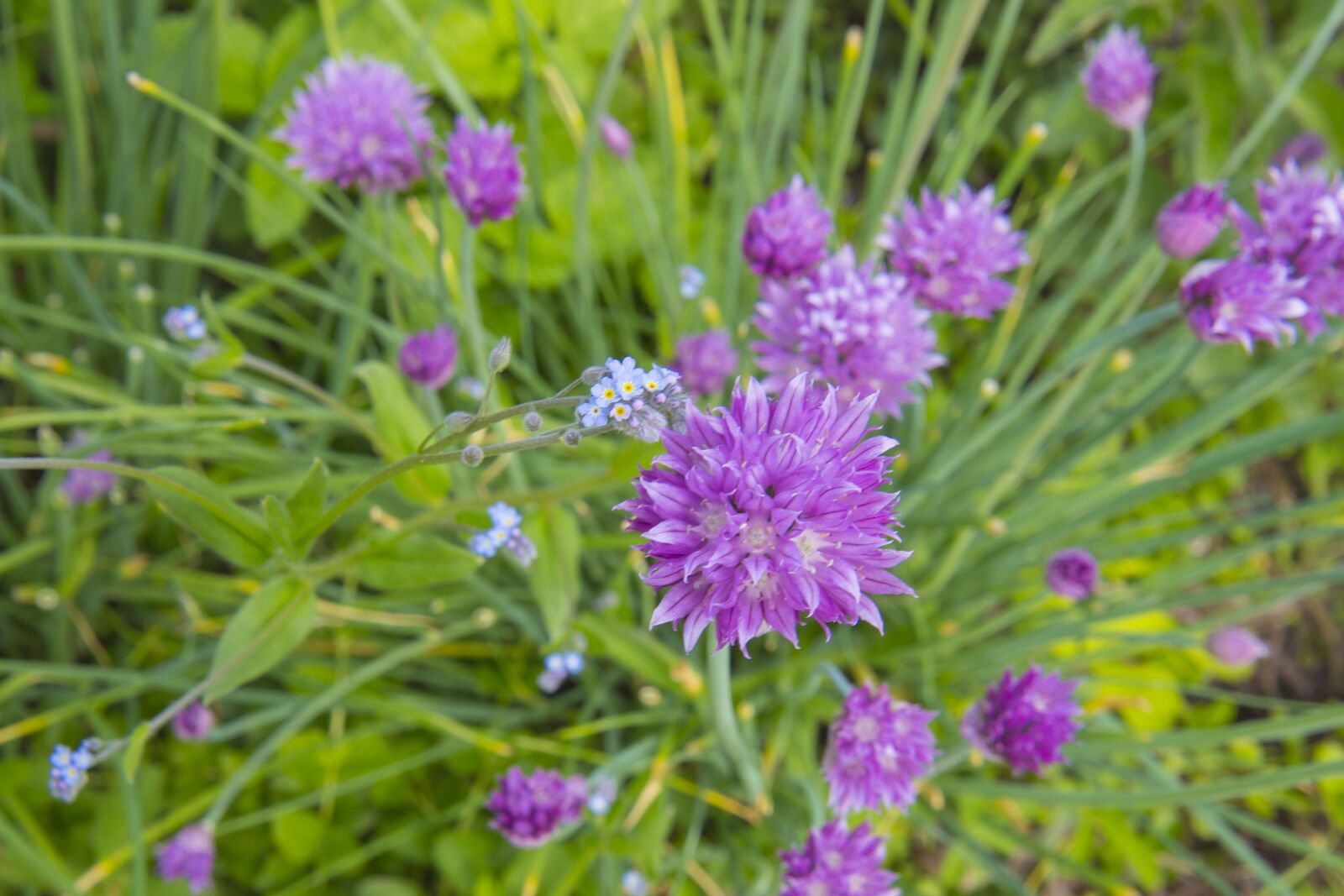 Canon EOS 700D (EOS Rebel T5i / EOS Kiss X7i) sample photo. Chive, herbs, forget-me-not photography