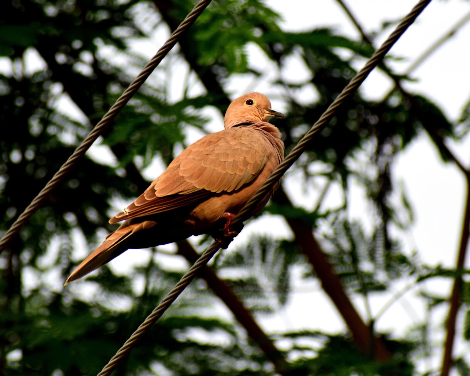 Nikon D3300 sample photo. Dove, bird, nature photography