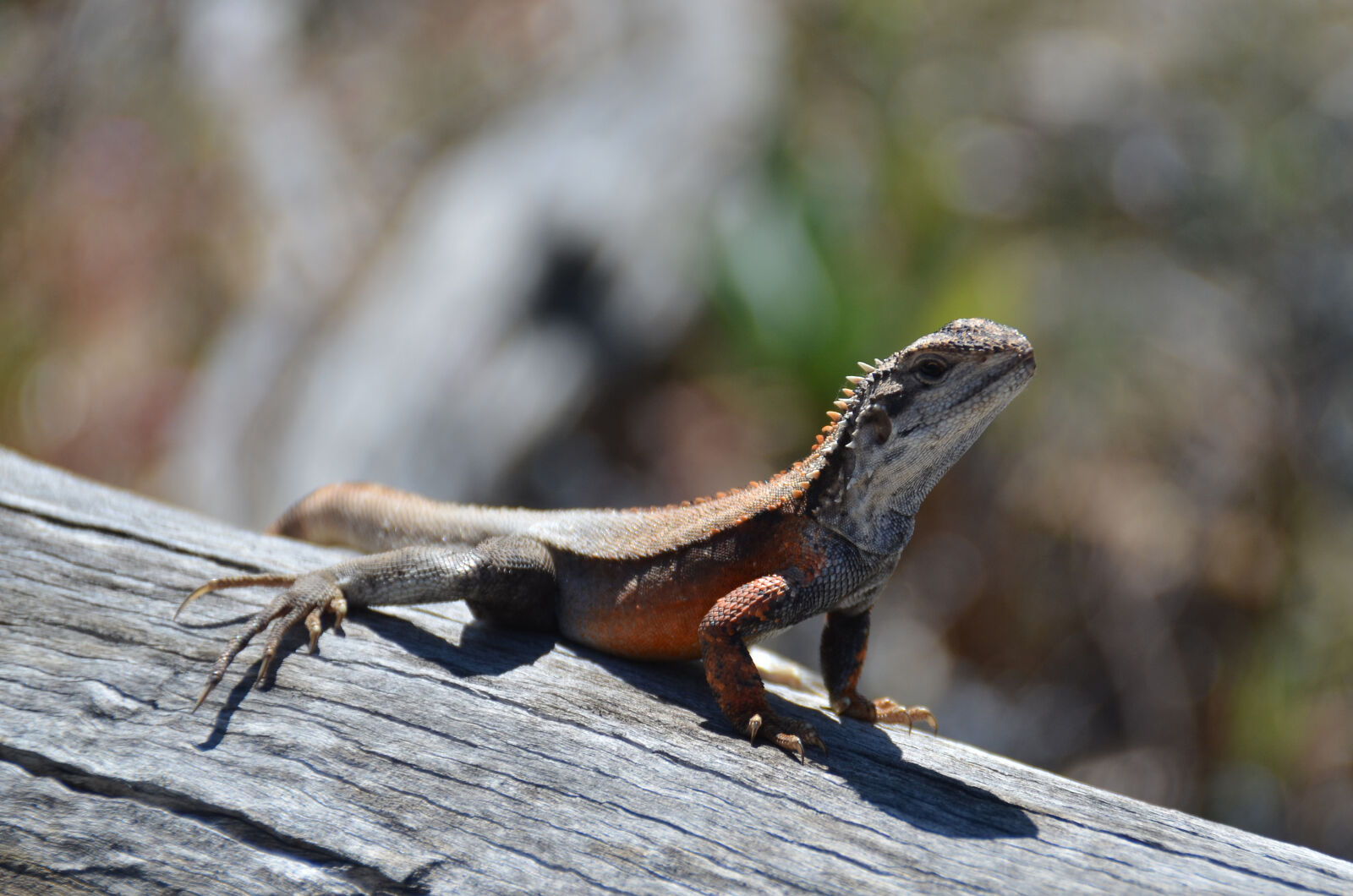 Nikon D7000 sample photo. Australia, lizard, sunning, itself photography