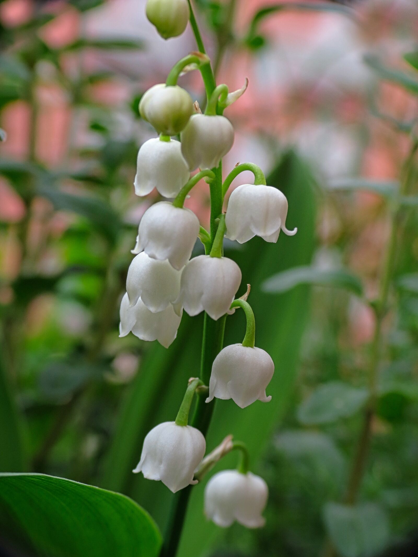Canon PowerShot SX40 HS sample photo. Lily of the valley photography