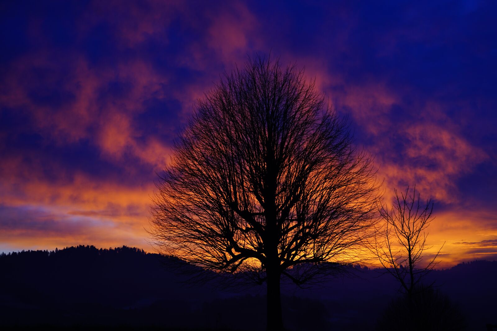Sony a7R II + Sony FE 24-240mm F3.5-6.3 OSS sample photo. Sunset, tree, aesthetic photography