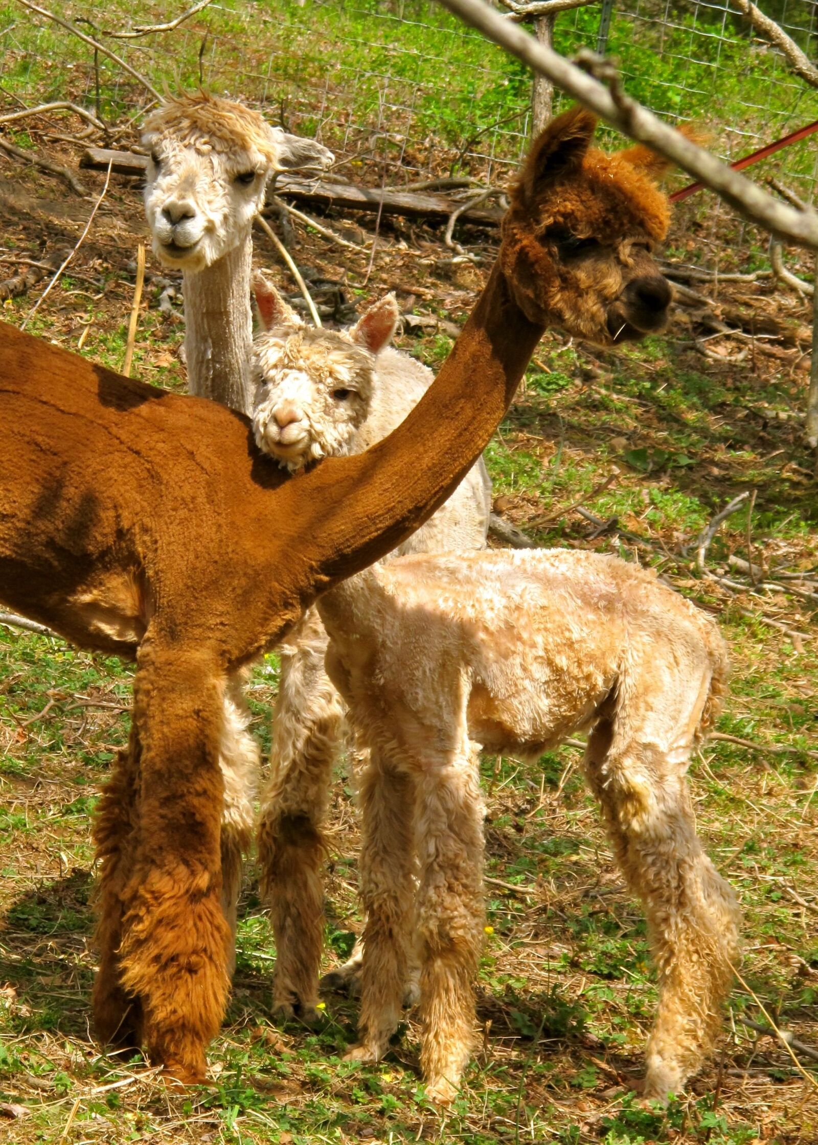 Canon PowerShot G11 sample photo. Alpacas, fleece, fiber photography