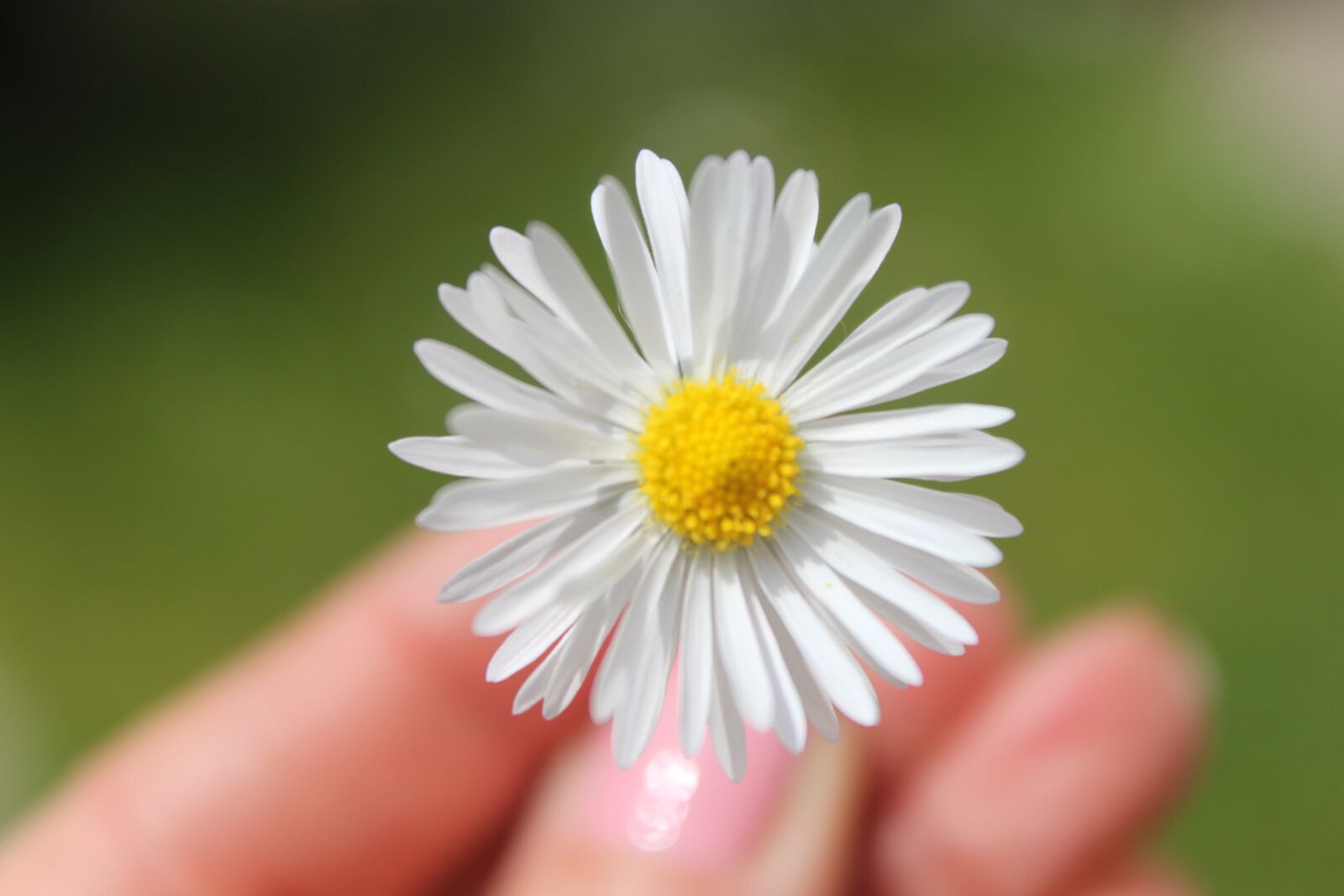 Canon EOS 500D (EOS Rebel T1i / EOS Kiss X3) sample photo. Daisy, flower, nature photography