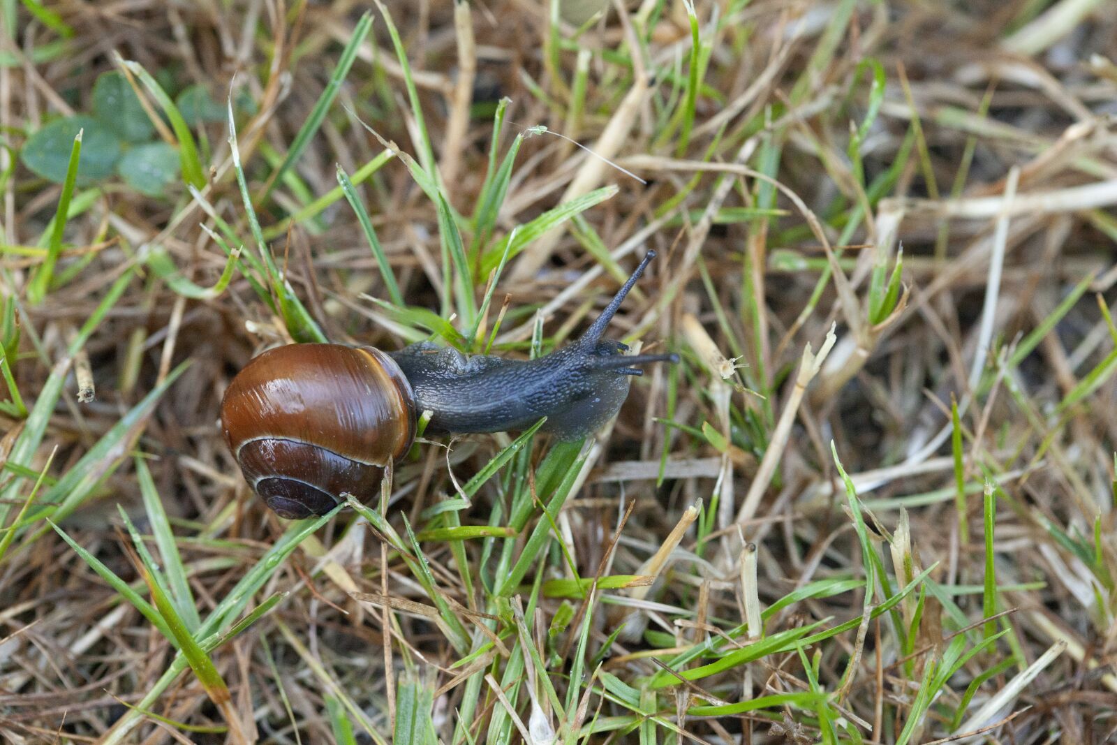 Canon EOS 5D Mark II sample photo. Snail, garden, wet photography