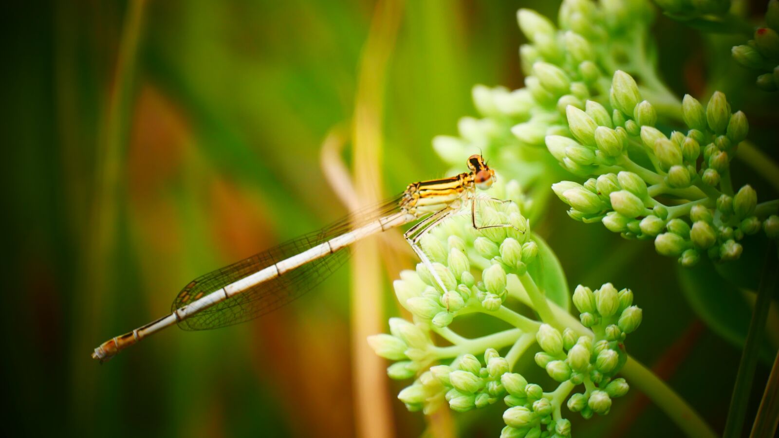 Panasonic Lumix DMC-G85 (Lumix DMC-G80) sample photo. Dragonfly, damsel, flower photography