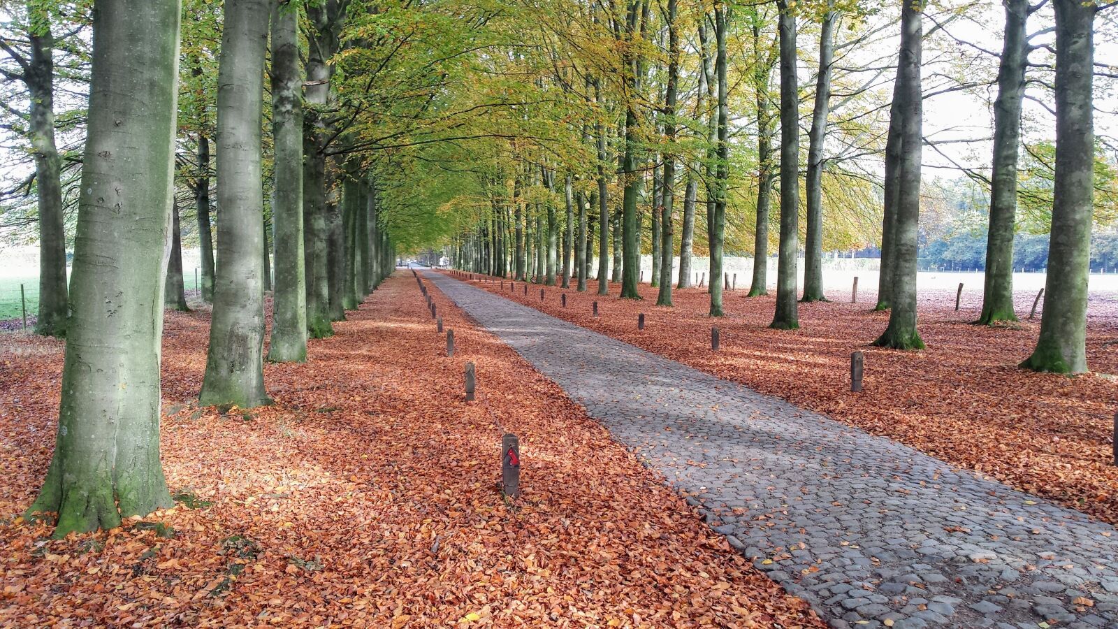 Samsung Galaxy S4 sample photo. Forest, path, belgium photography