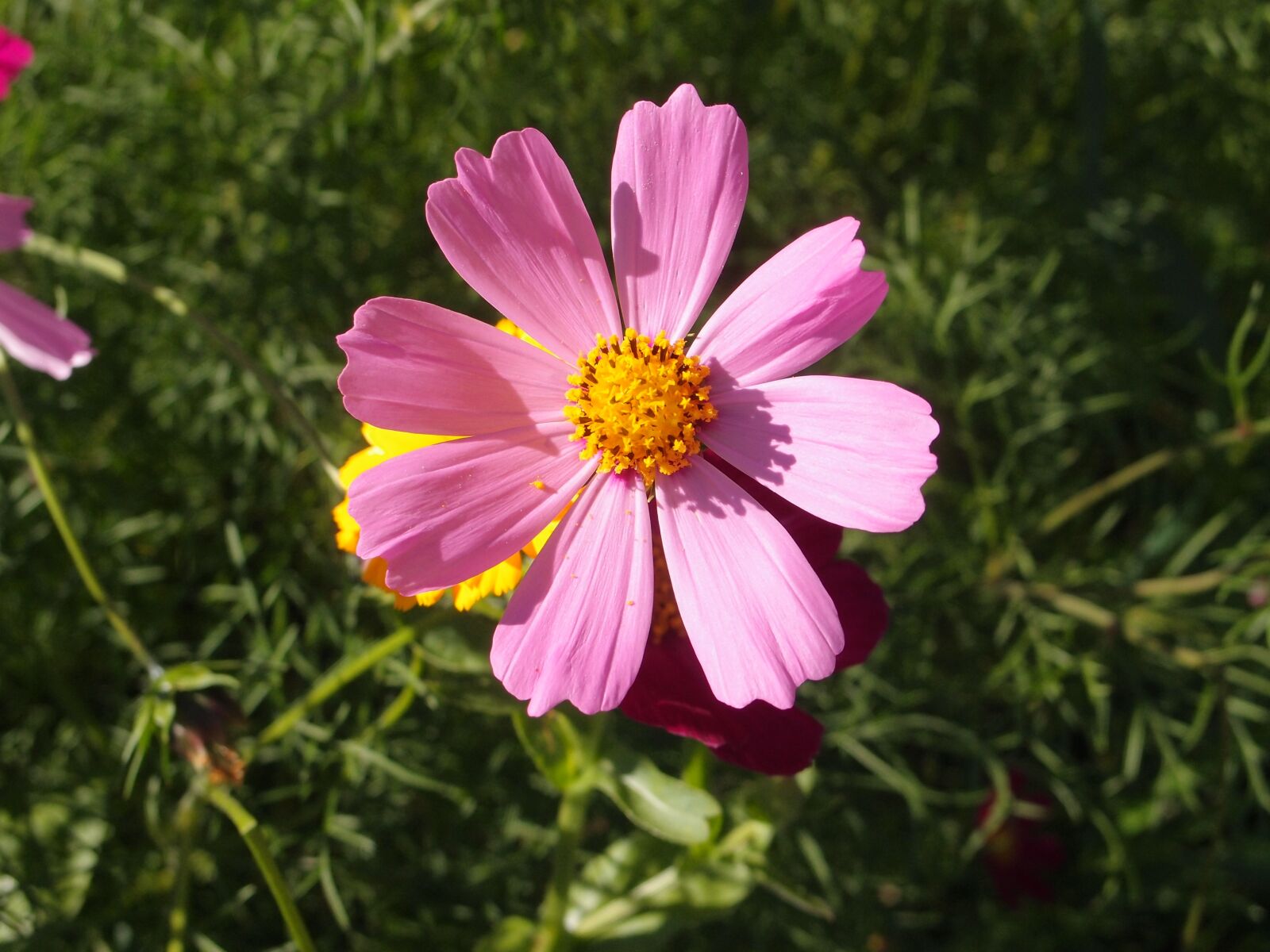 Olympus XZ-1 sample photo. Summer, flowers, flower bed photography