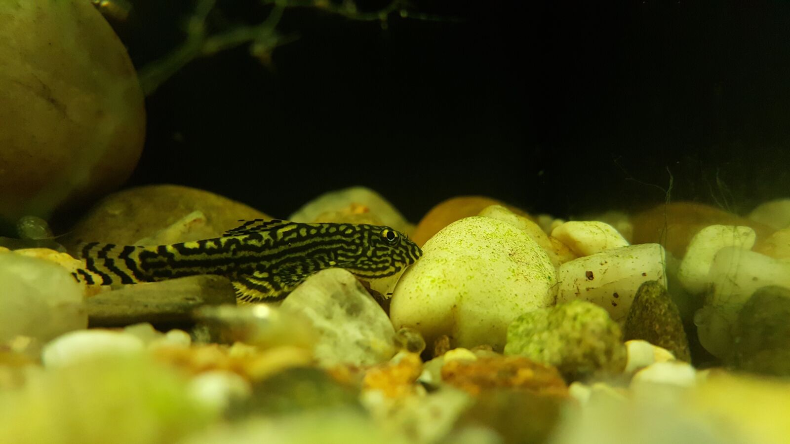 Samsung Galaxy S6 sample photo. Fish, aquarium, loach photography
