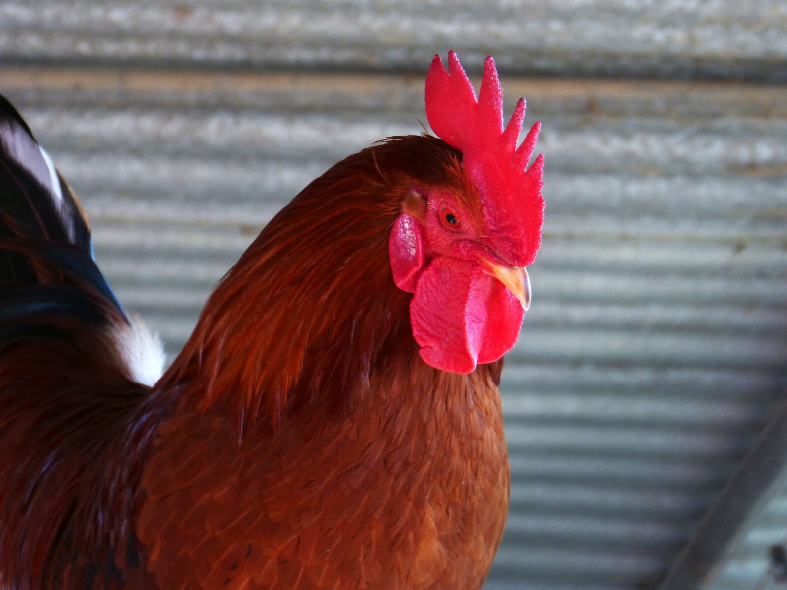 Panasonic DMC-FZ62 sample photo. Gallo, crest, poultry photography