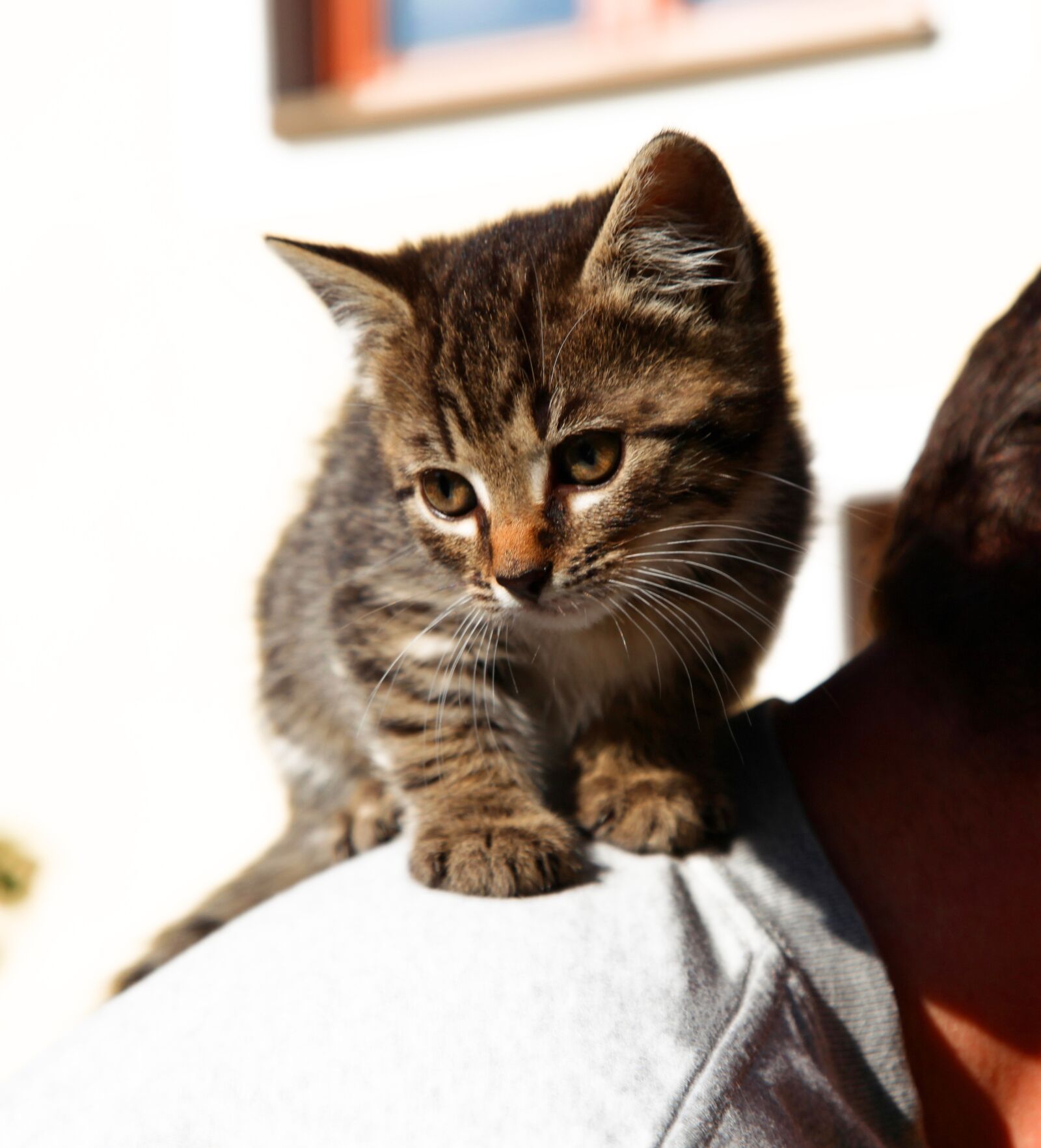 Canon EOS 5D Mark II sample photo. Cat, animals, young cat photography