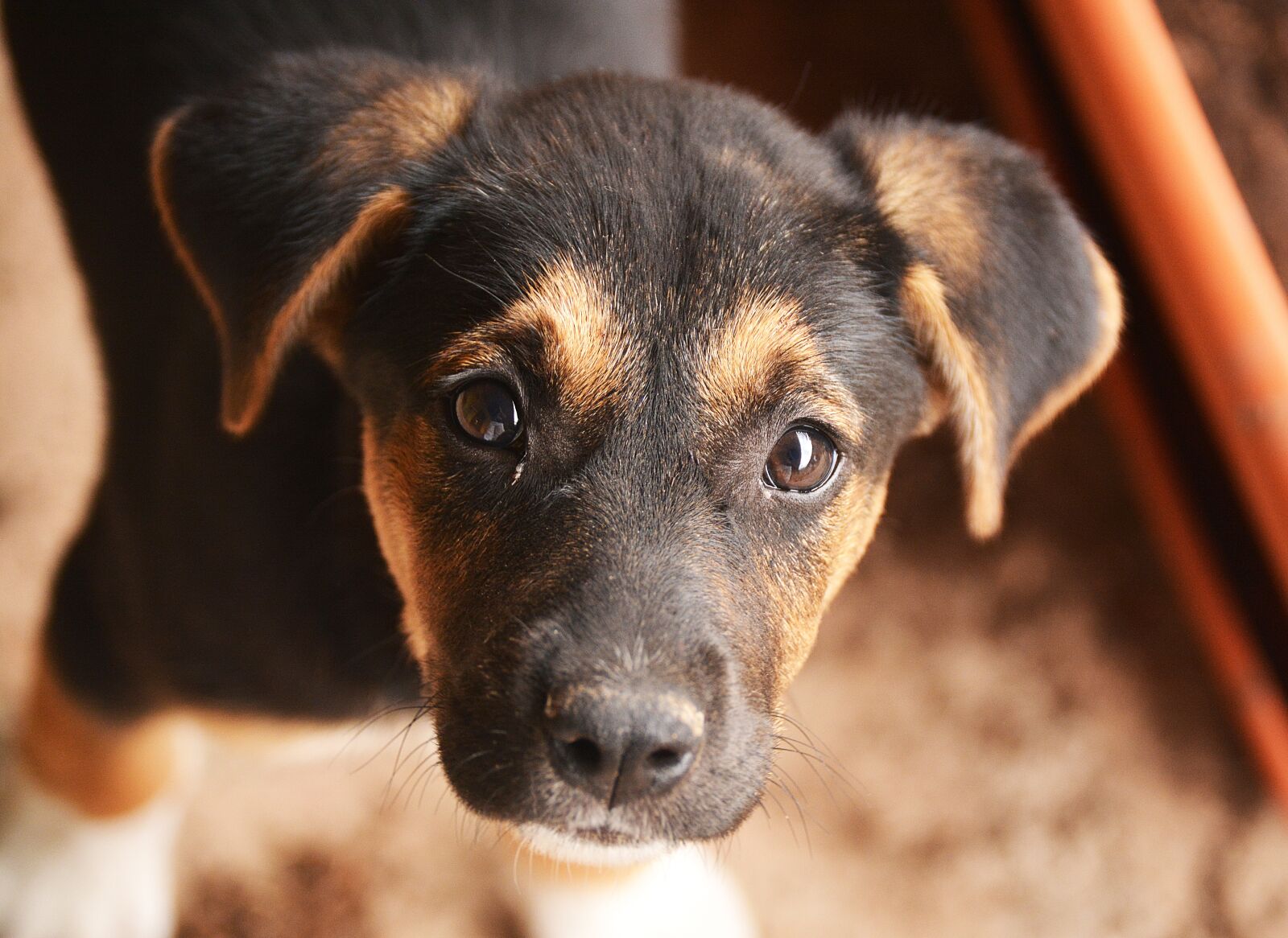 Nikon D5200 sample photo. Dog, pets, puppy photography