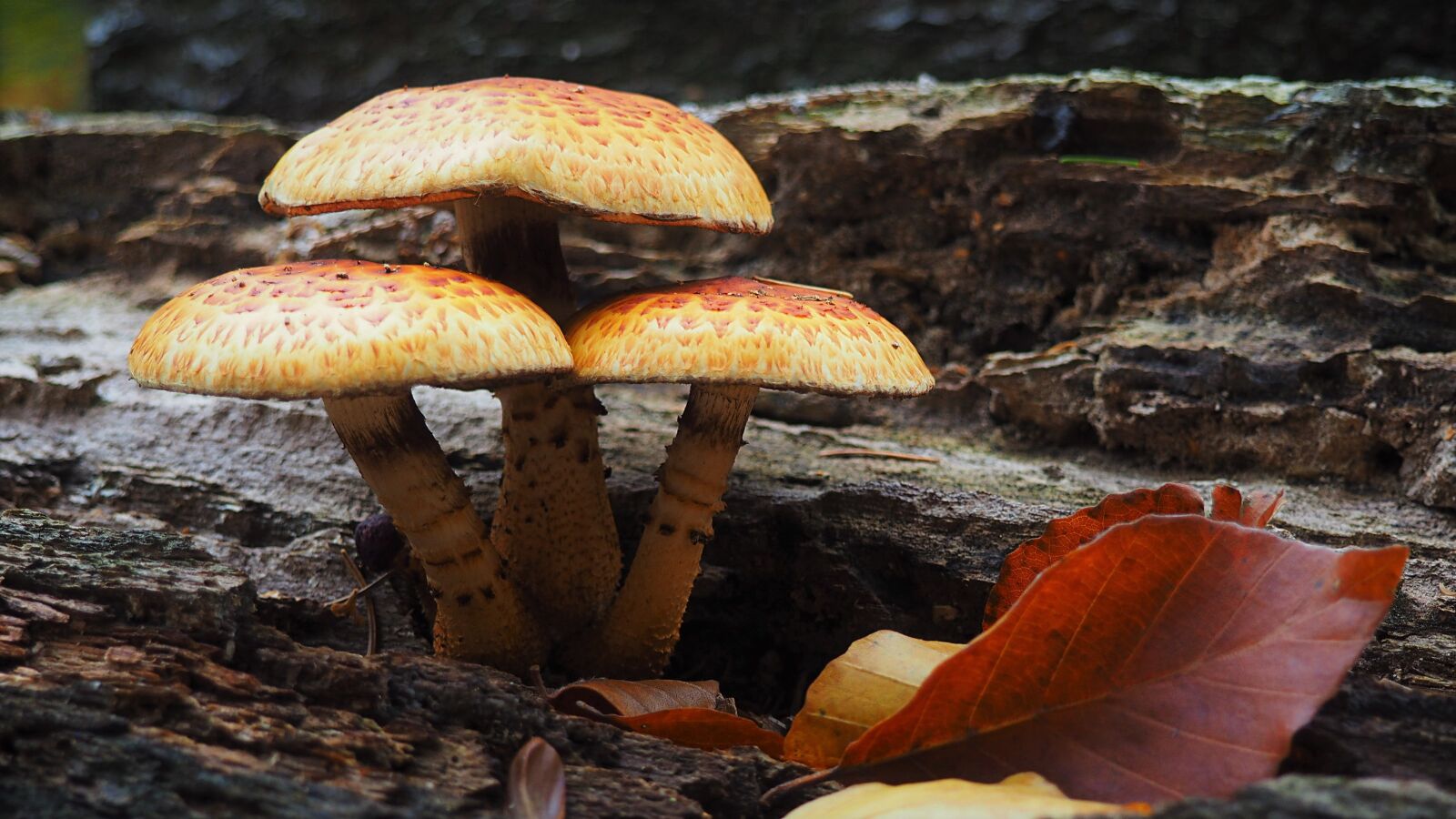 Olympus OM-D E-M10 sample photo. Autumn, mushrooms, forest photography