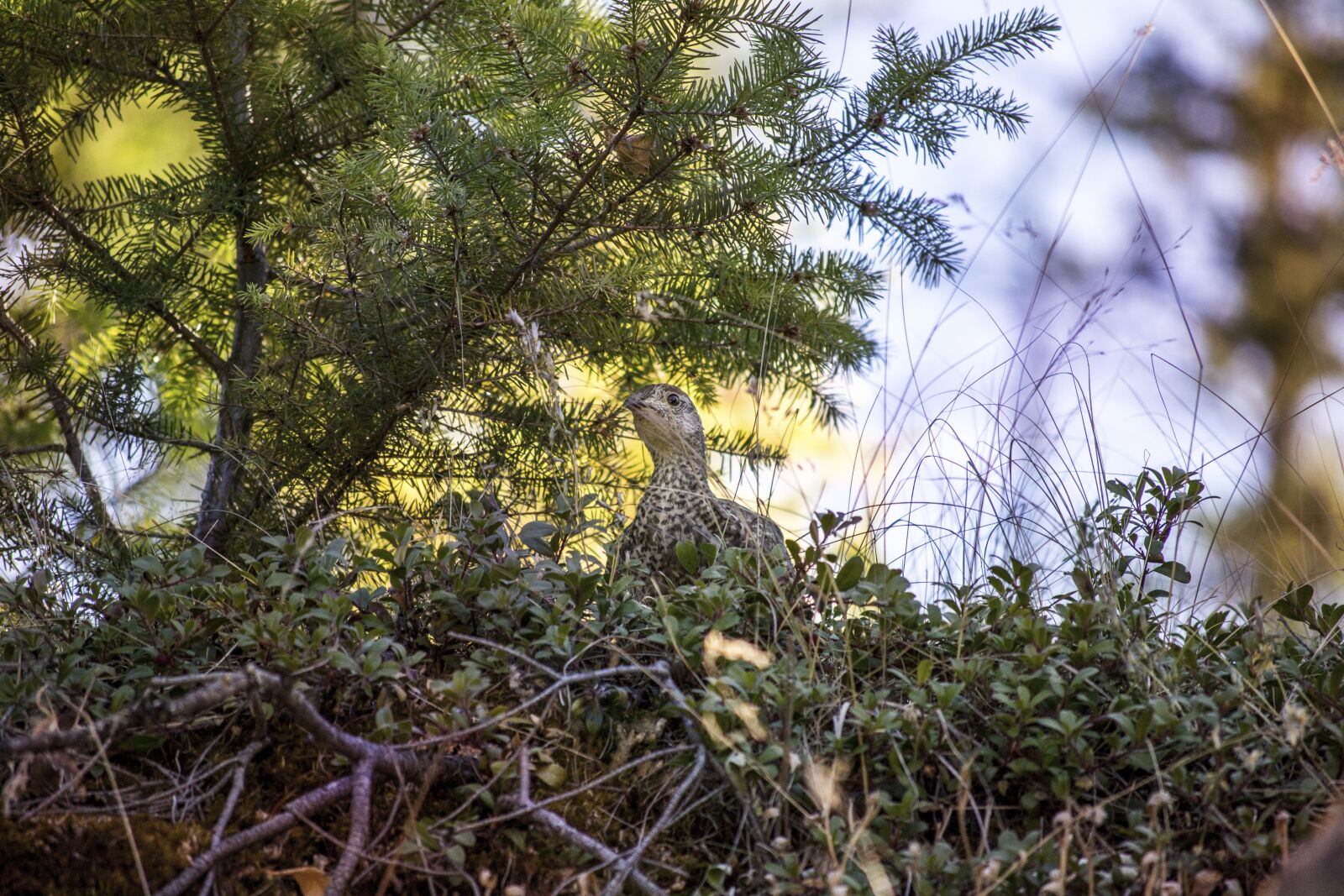 Nikon D3100 sample photo. Bird, grouse, hunting photography