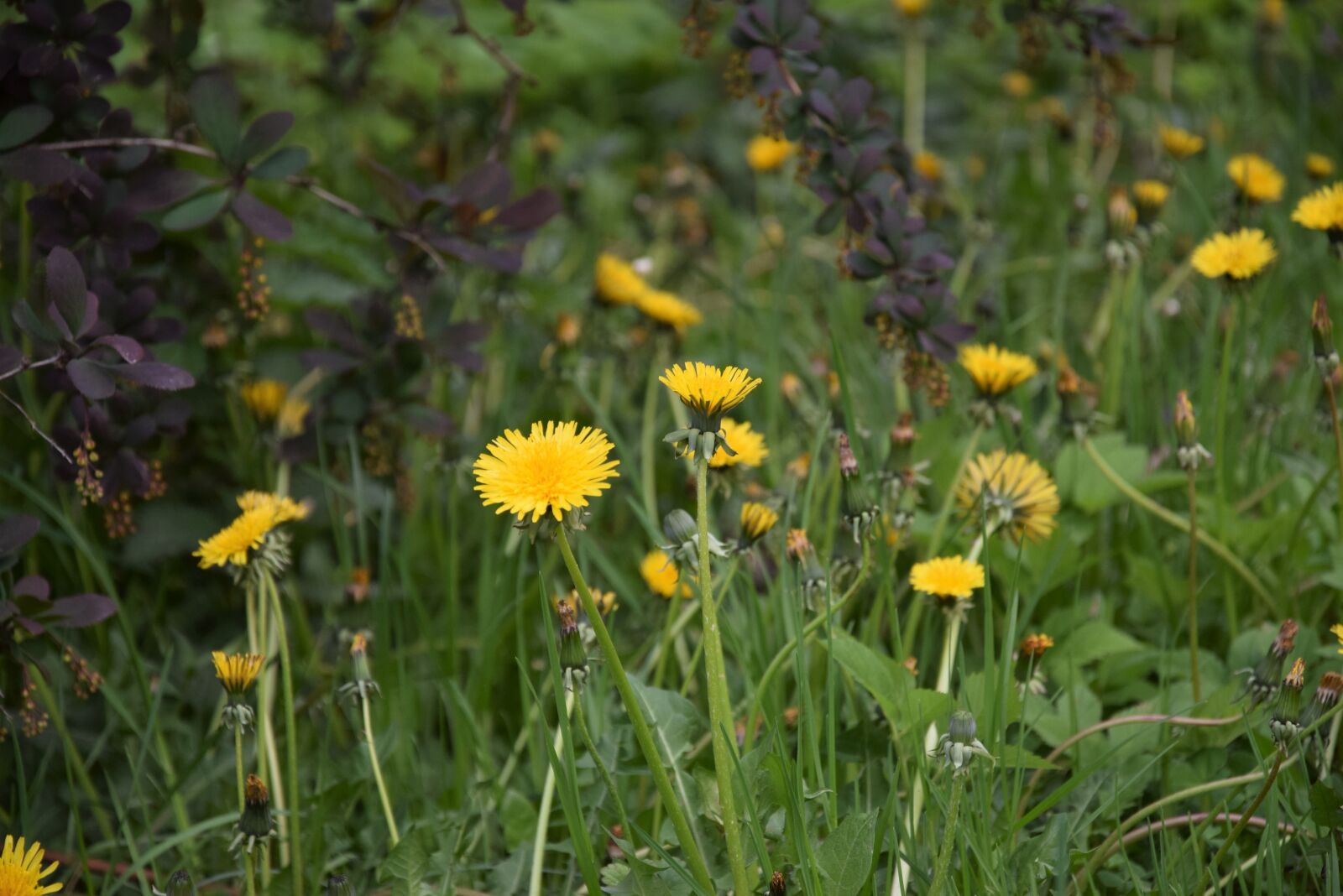 Nikon D5300 sample photo. Meadow, nuns, flower photography