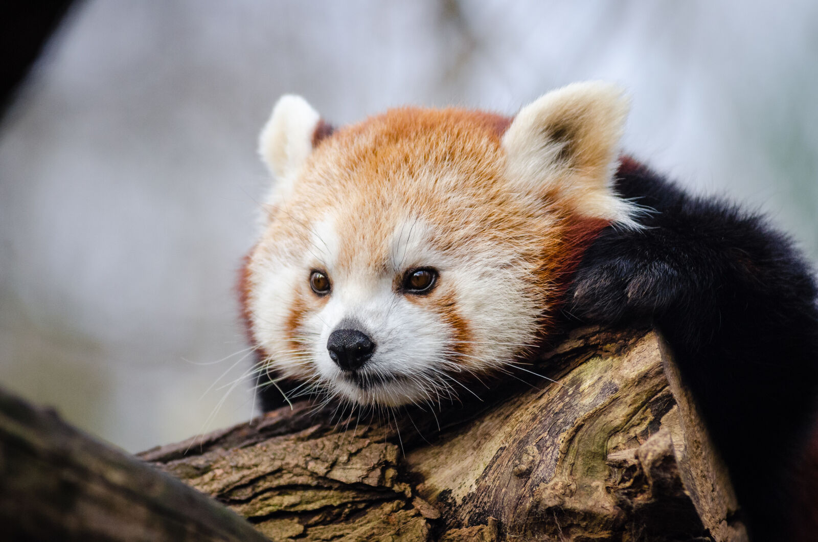 AF Zoom-Nikkor 80-200mm f/2.8 ED sample photo