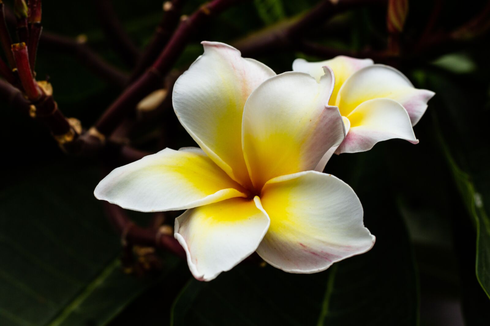 Canon EOS 700D (EOS Rebel T5i / EOS Kiss X7i) + Canon EF 50mm F1.8 STM sample photo. More information, bali, yellow photography