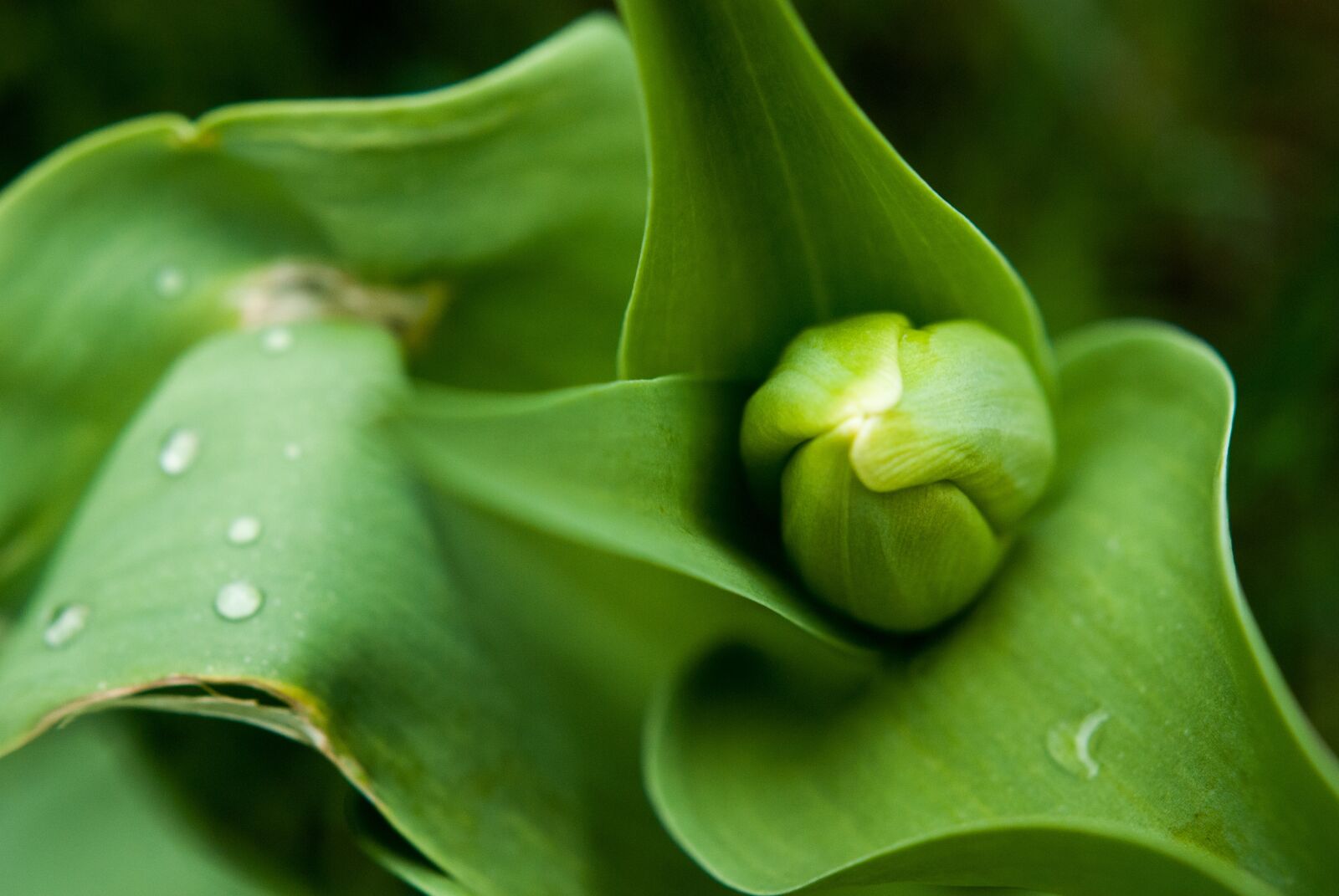 Nikon D80 sample photo. Tulip, green, nature photography