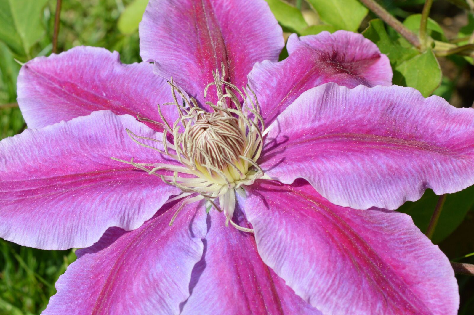 Nikon D3200 sample photo. Flower, close up, macro photography
