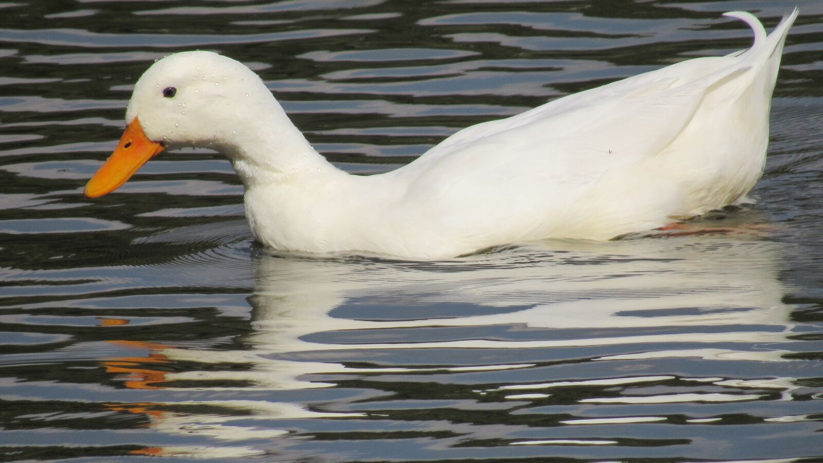 Canon PowerShot SX530 HS sample photo. Goose, ave, animals photography