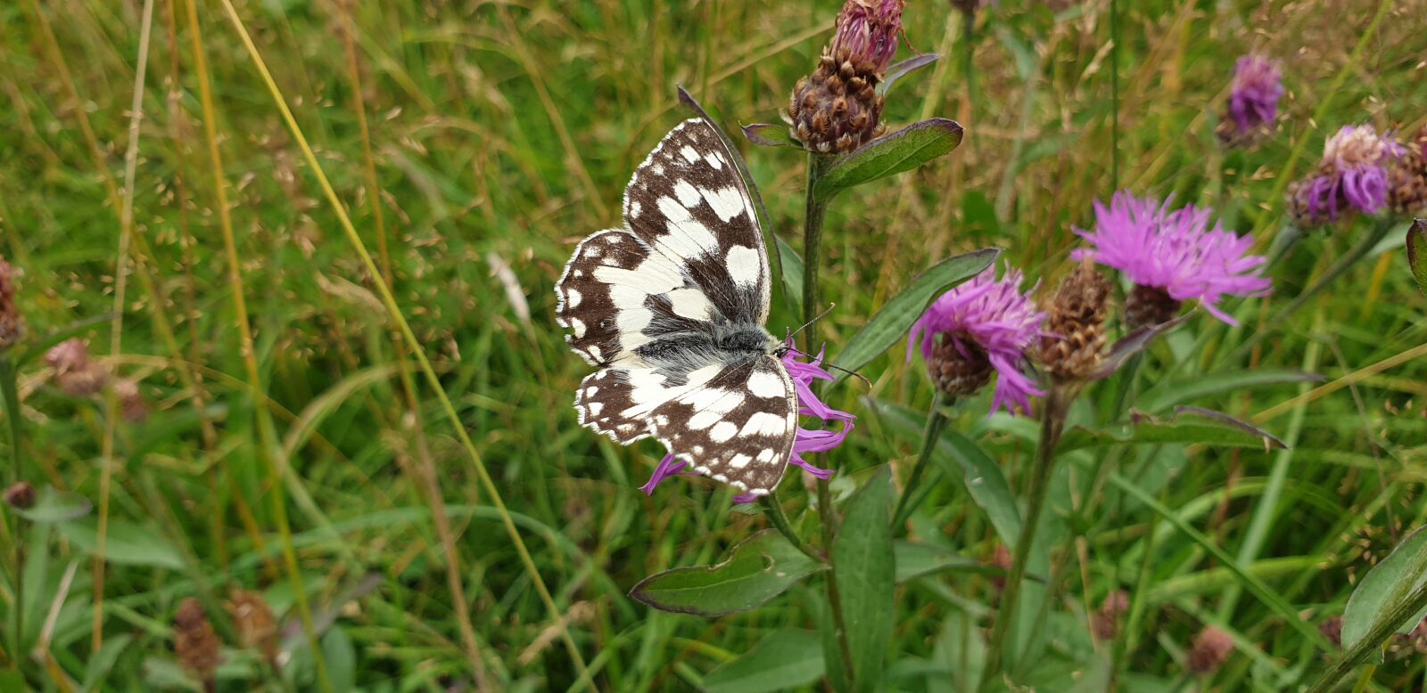 Samsung Galaxy S9 sample photo. Butterfly, chess board, women's photography