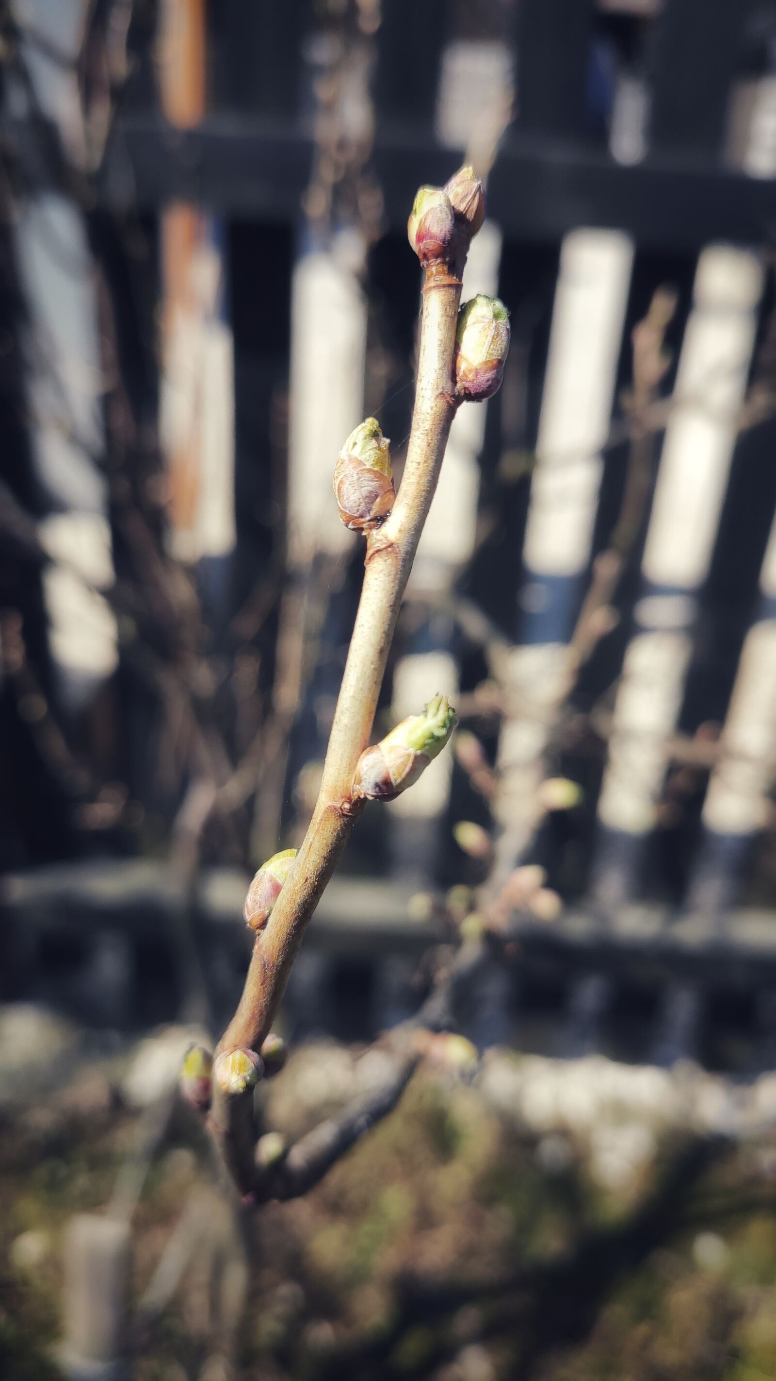 Xiaomi MI CC 9 sample photo. Spring, garden, nature photography
