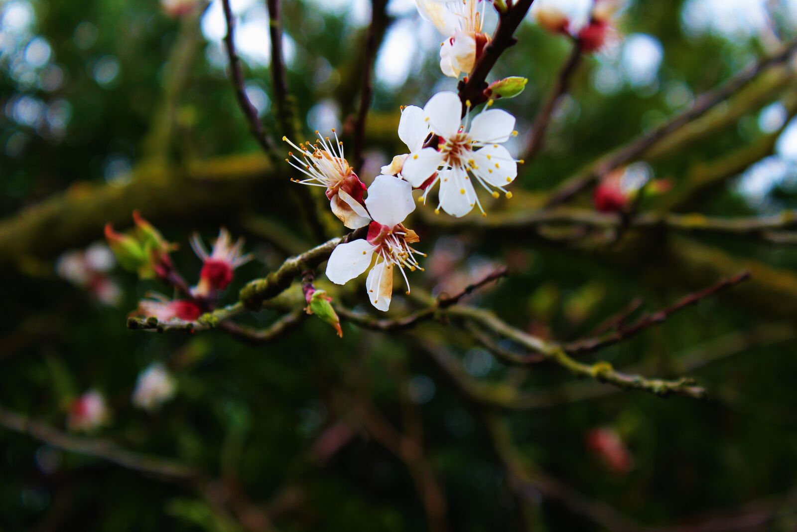 Canon EOS 1200D (EOS Rebel T5 / EOS Kiss X70 / EOS Hi) sample photo. Easter, flower, spring photography