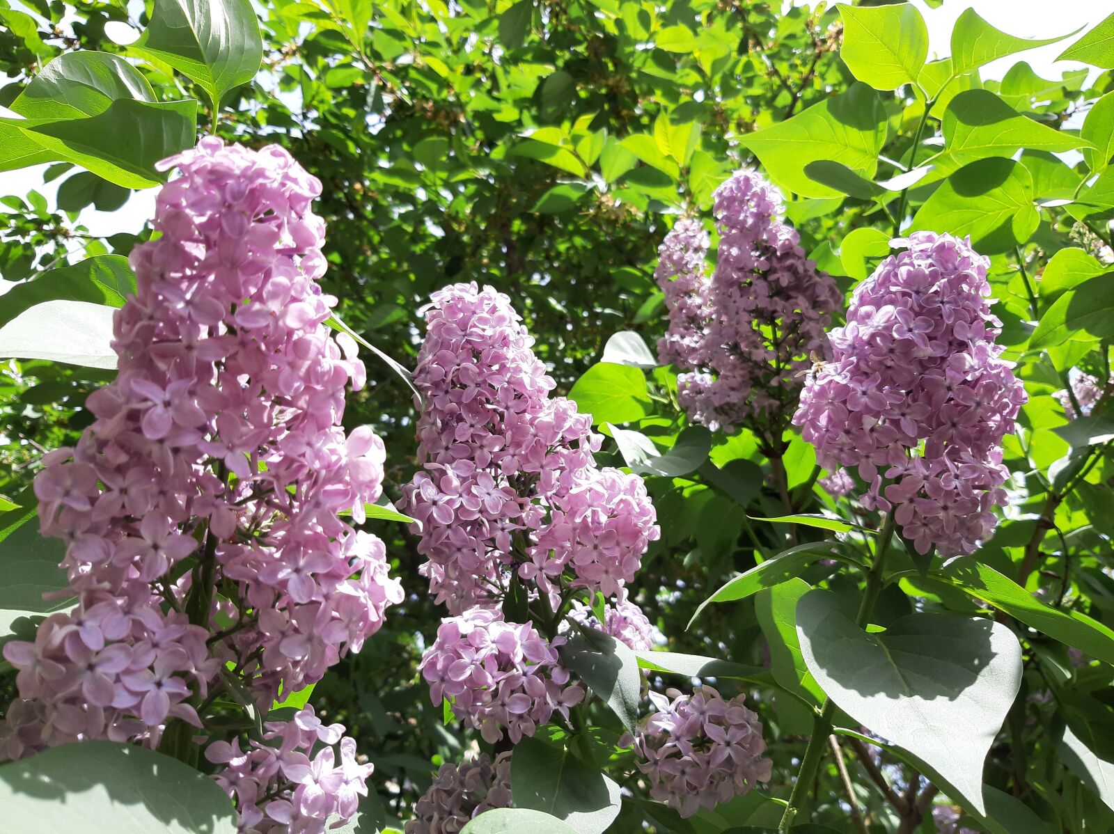 Samsung Galaxy A50 sample photo. Lilac, spring, flowers photography