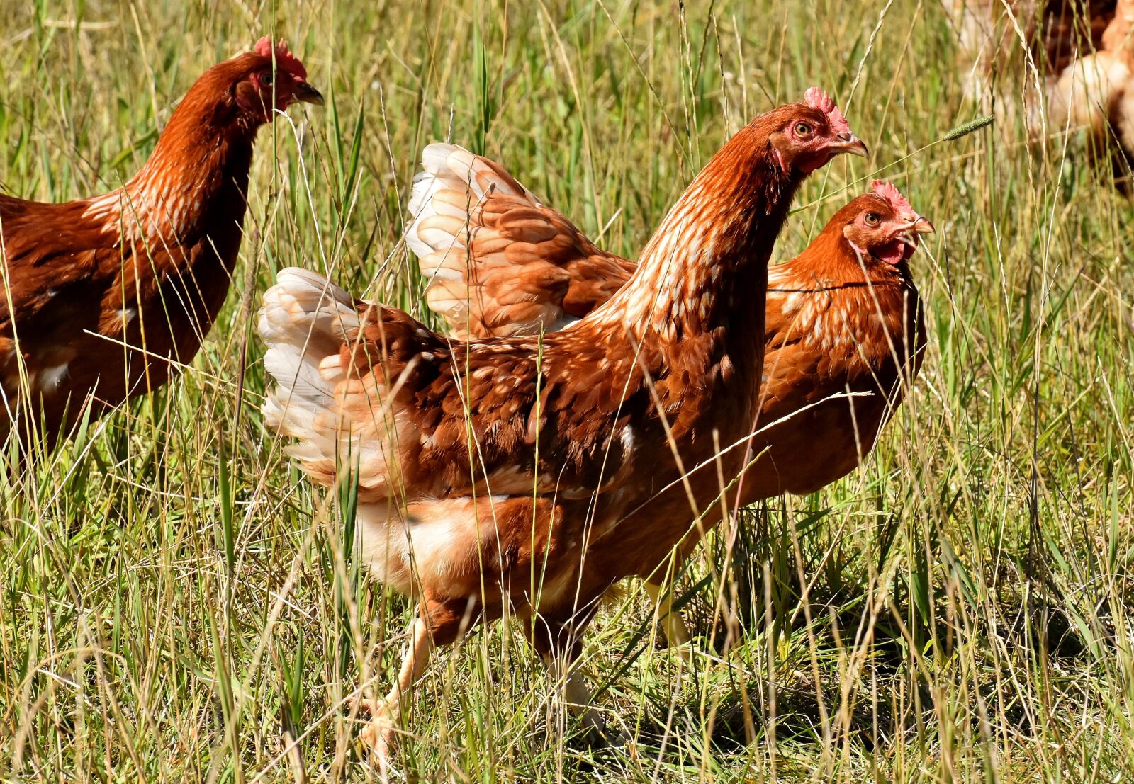 Nikon D7200 sample photo. Happy hens, outdoor, poultry photography