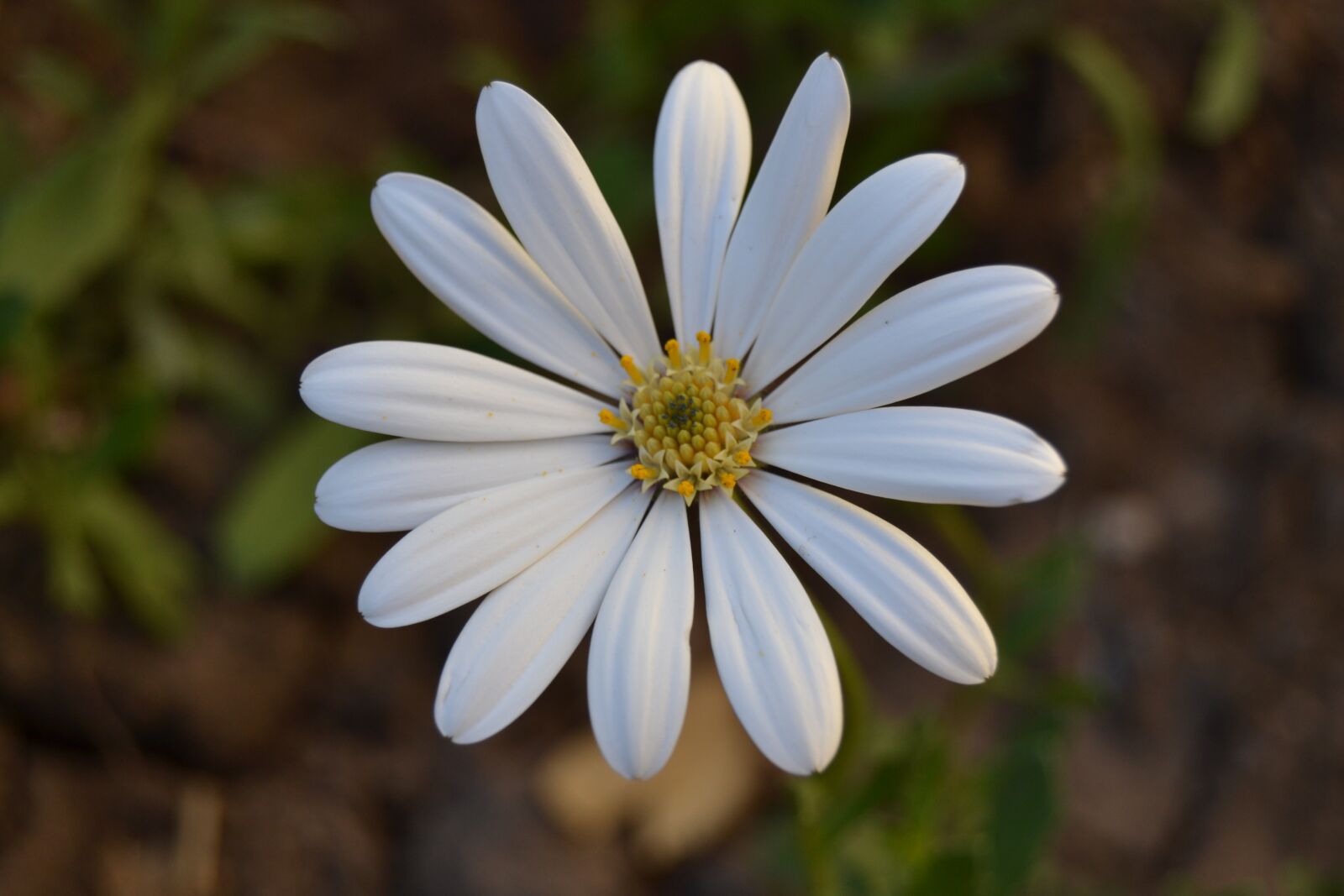 Nikon D3100 sample photo. African daisy, flowers, margaret photography