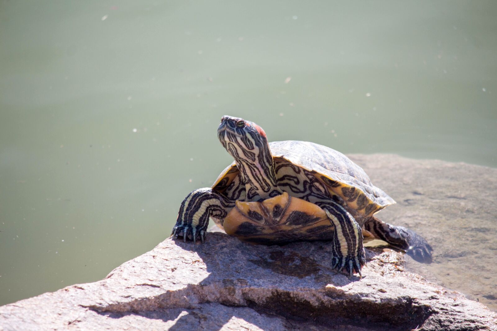Canon EOS 700D (EOS Rebel T5i / EOS Kiss X7i) sample photo. Reptile, turtle, water photography