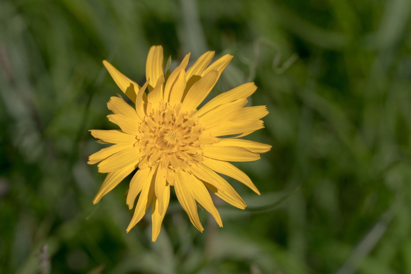 Sony a6300 + Sony E PZ 18-105mm F4 G OSS sample photo. Low black root, flower photography