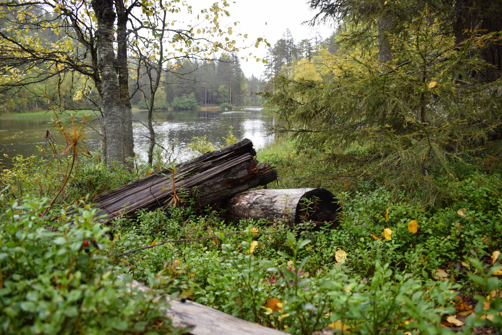 Nikon D3300 sample photo. Finland, forest, logs photography