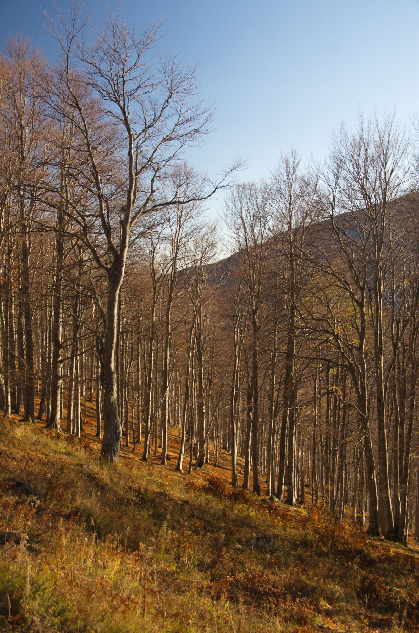 Nikon D7000 sample photo. Forest, mountain, nature photography