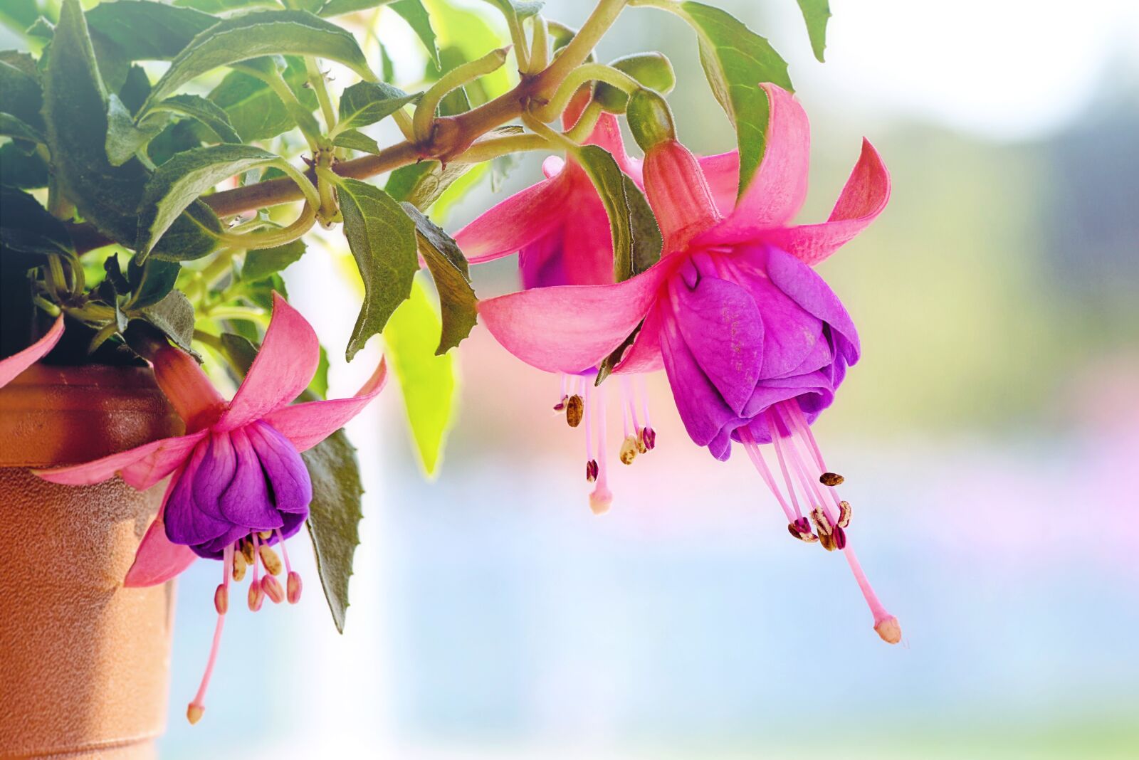 Canon EOS 5D Mark III sample photo. Fuchsia, flowers, macro photography