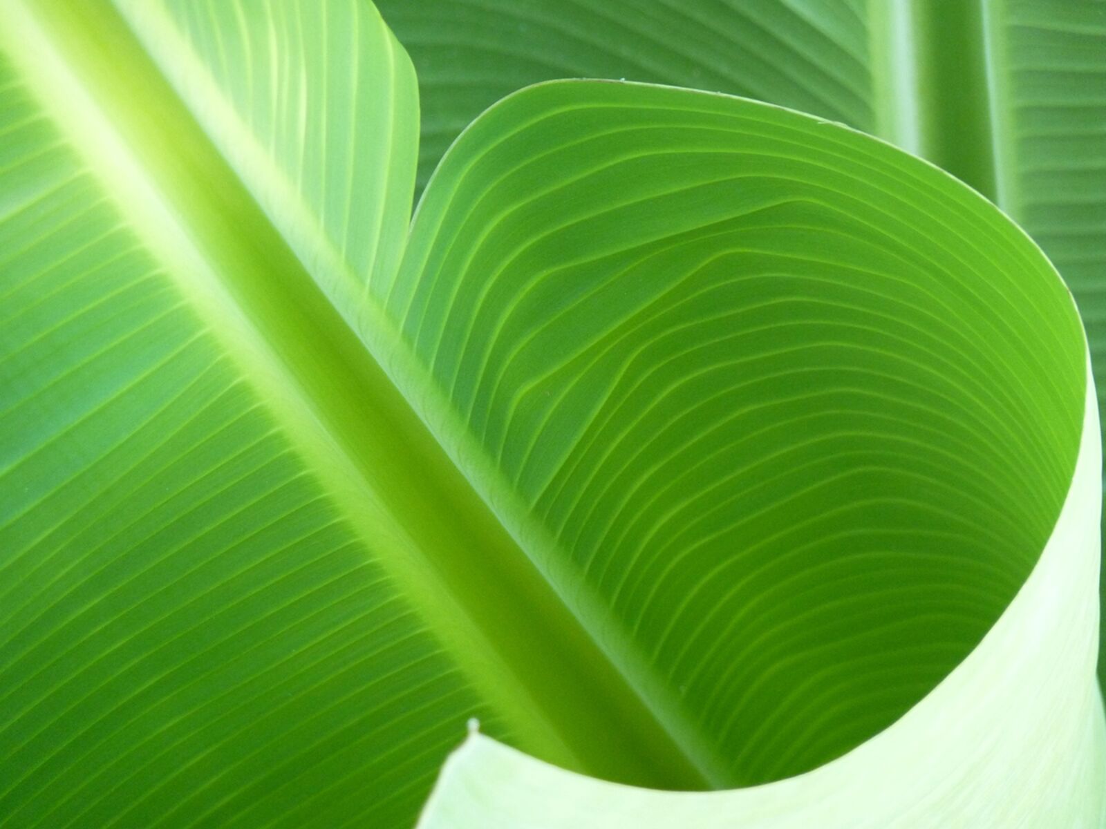 Panasonic Lumix DMC-FZ35 (Lumix DMC-FZ38) sample photo. Banana, leaf, green photography