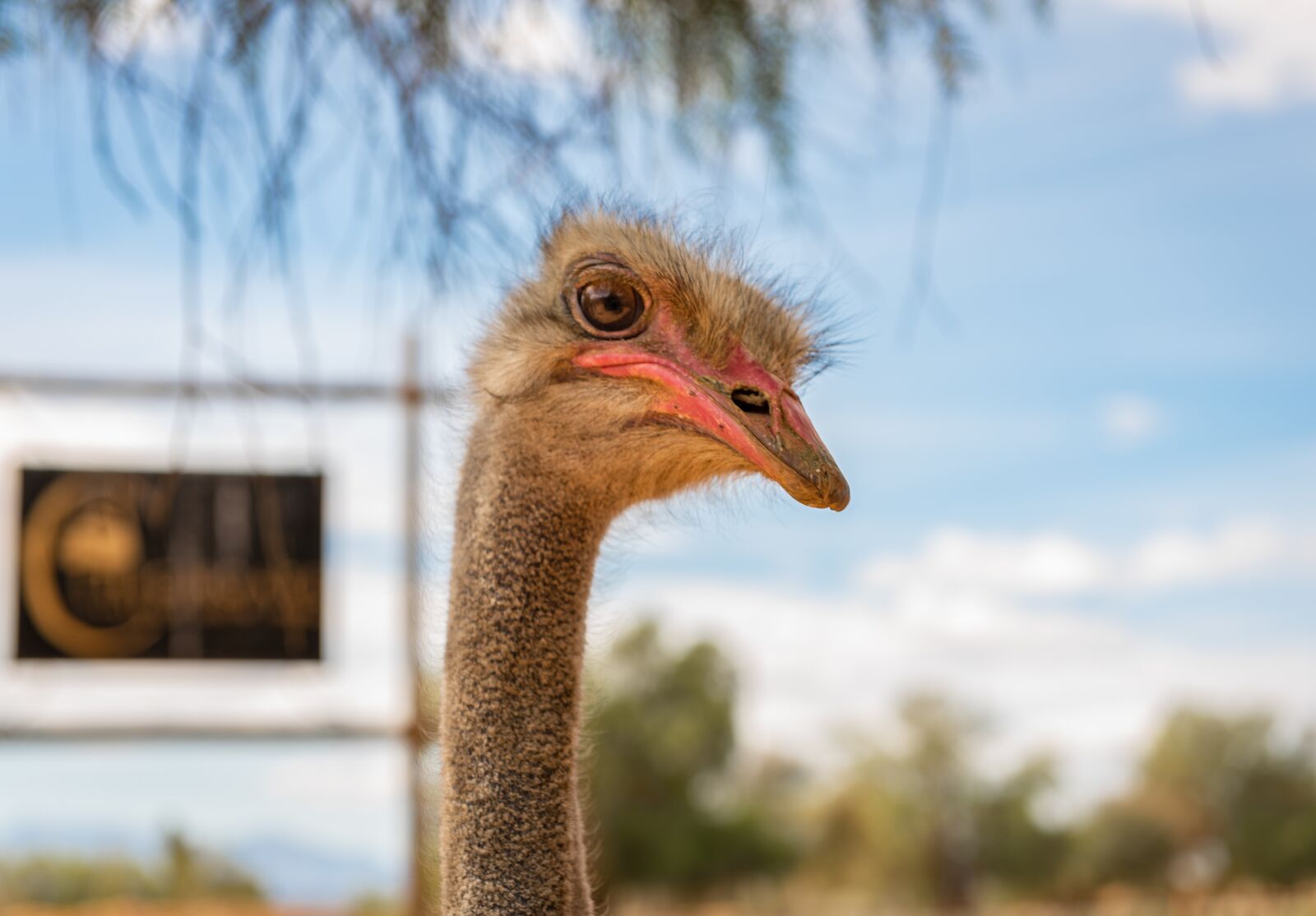 Nikon D750 sample photo. Bouquet, flightless bird, head photography