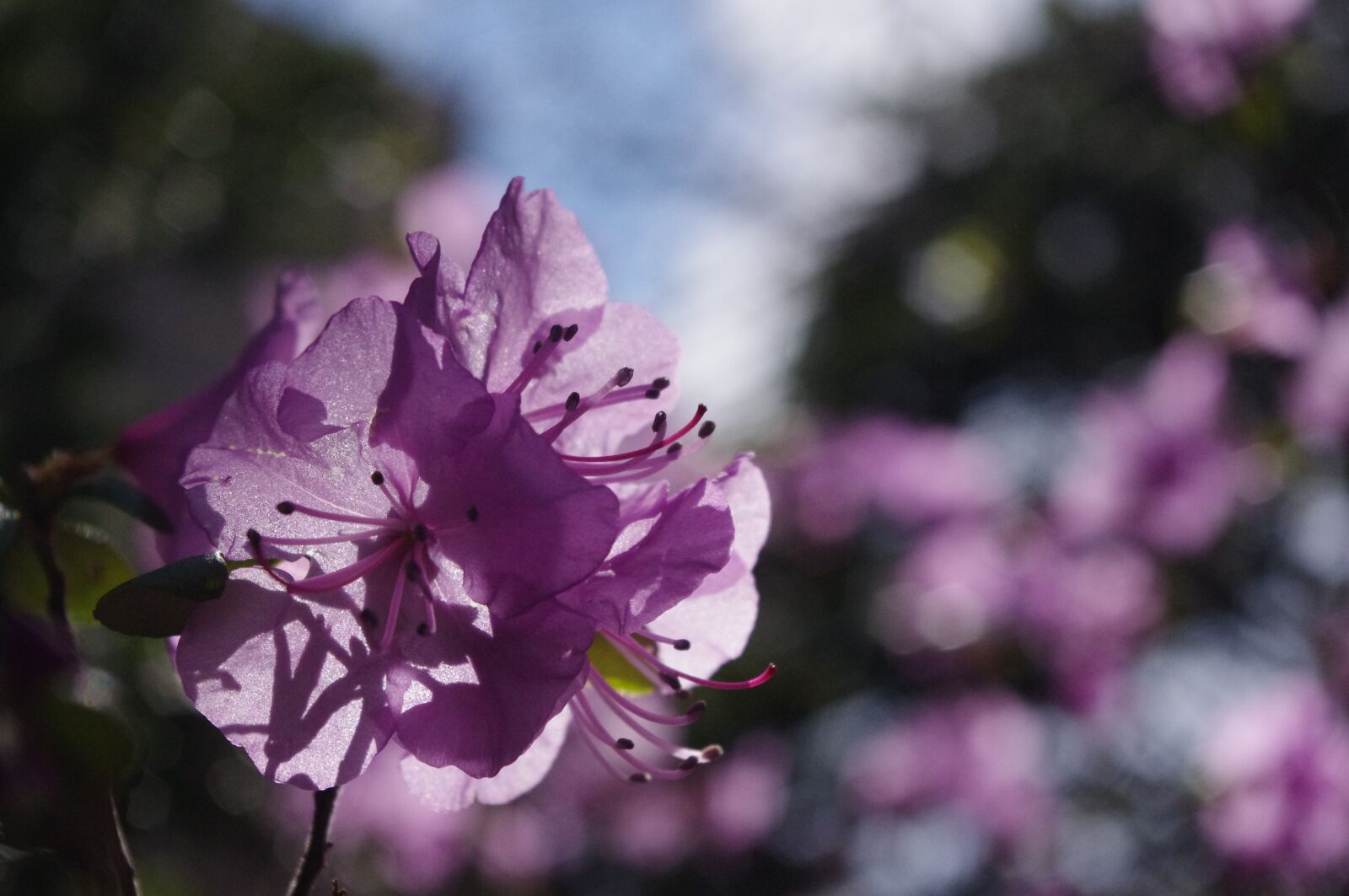 Pentax K-r sample photo. Azalea, flower, rhododendron photography