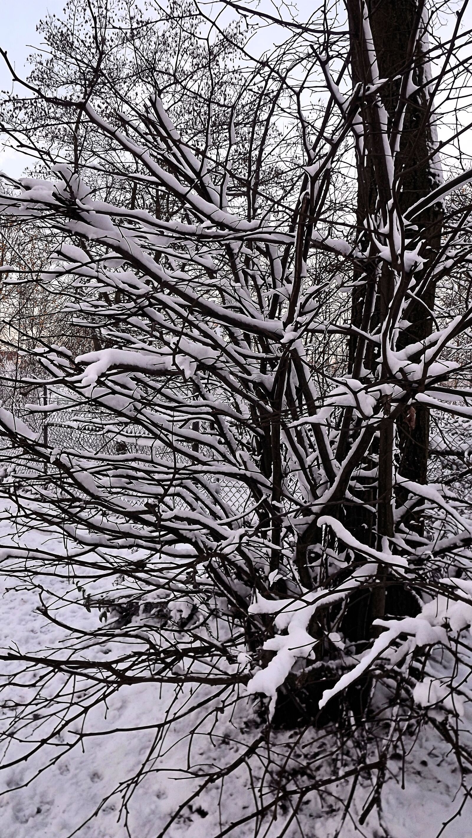 Fujifilm FinePix S3300 sample photo. Winter, snow, snowy photography