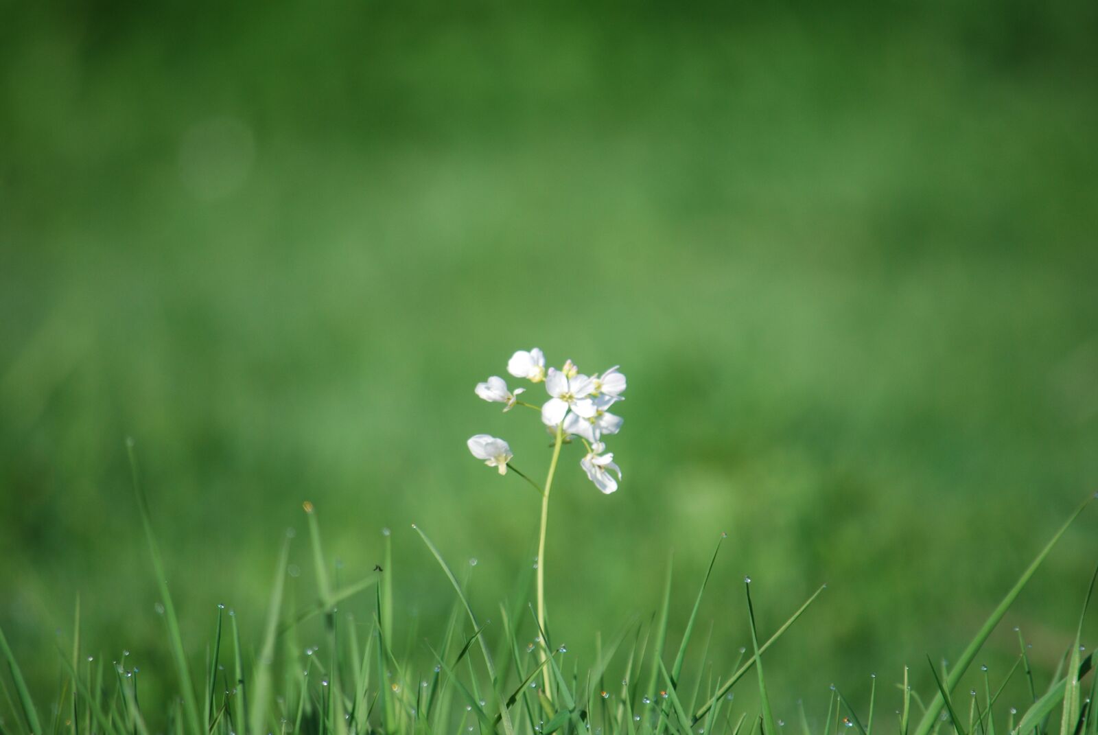 Nikon D60 sample photo. Wild flowers, grass, blur photography