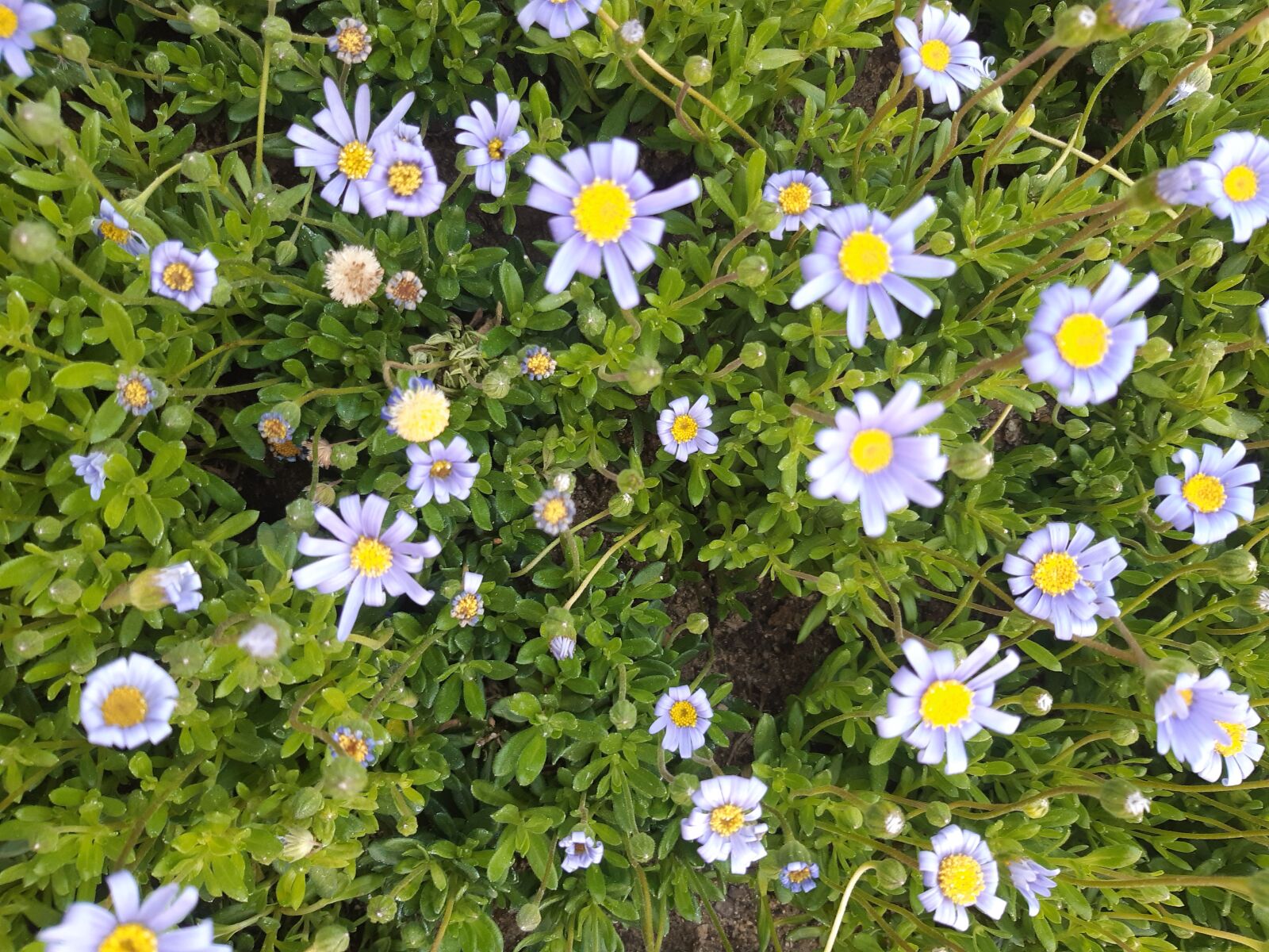 Samsung Galaxy A8(2018) sample photo. 청화국, 꽃, flower photography