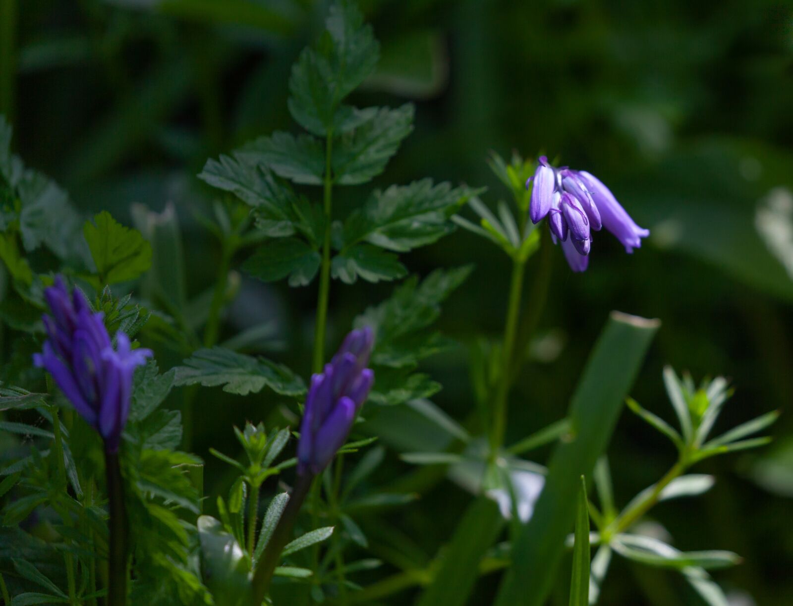 Canon EOS 5D Mark II sample photo. Bluebell flower, bluebell, woods photography