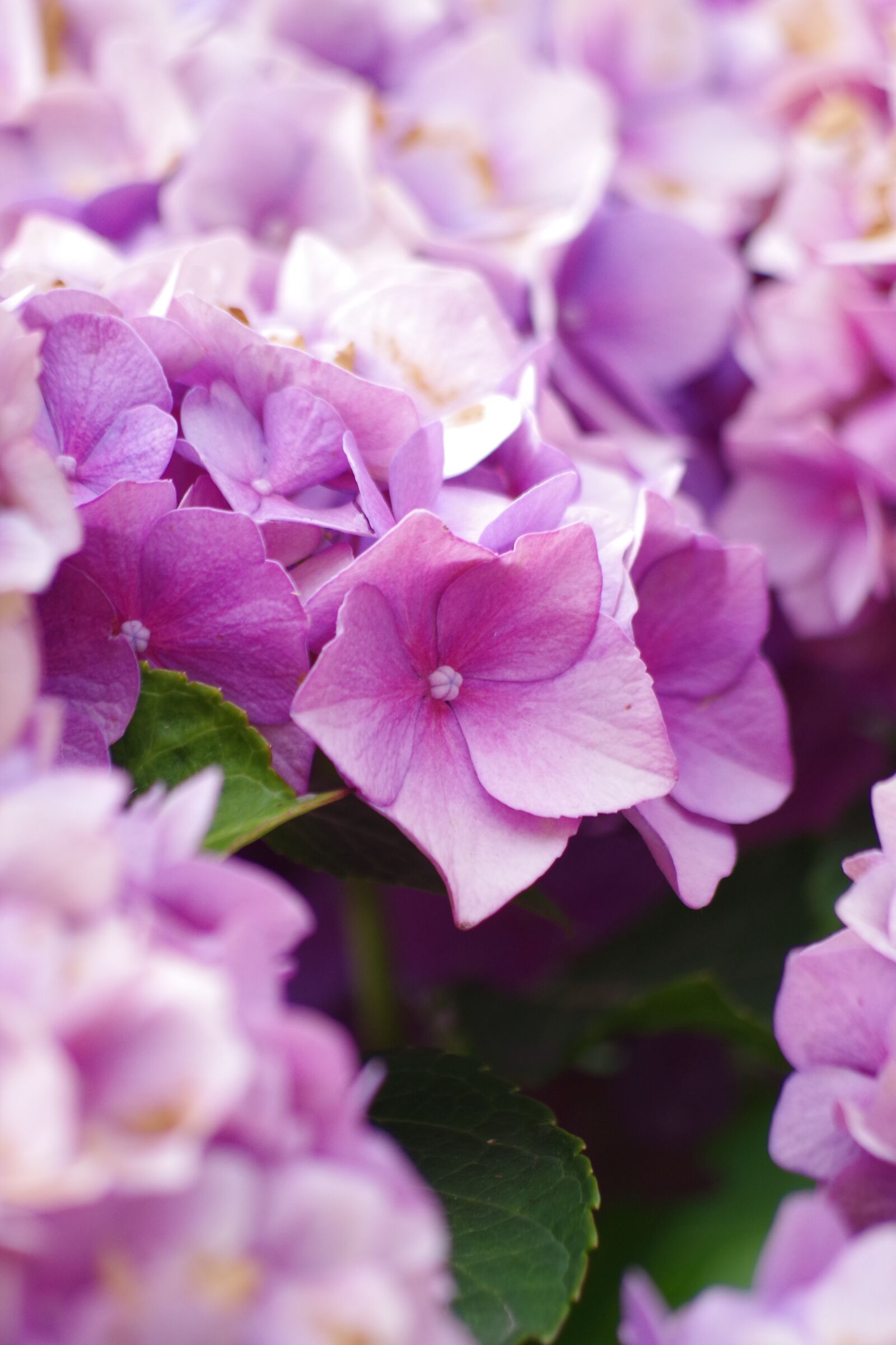 Pentax K-S2 sample photo. Hydrangea, blossom, bloom photography