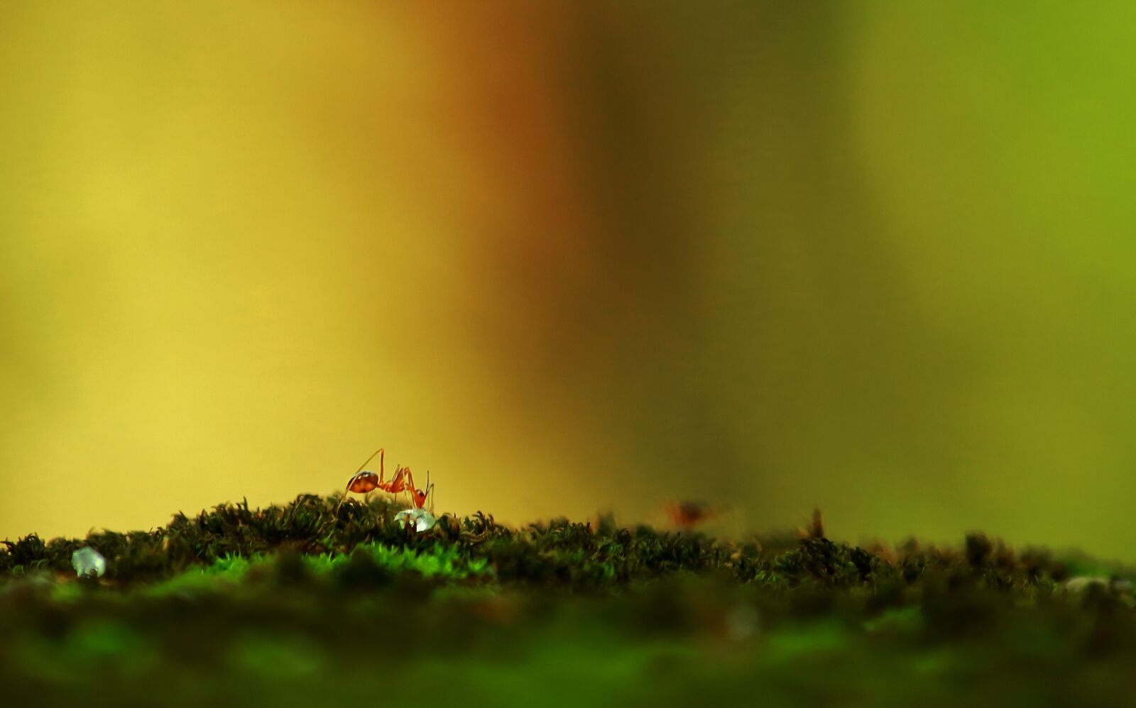 Canon EOS 700D (EOS Rebel T5i / EOS Kiss X7i) sample photo. Ant, nature, ants world photography